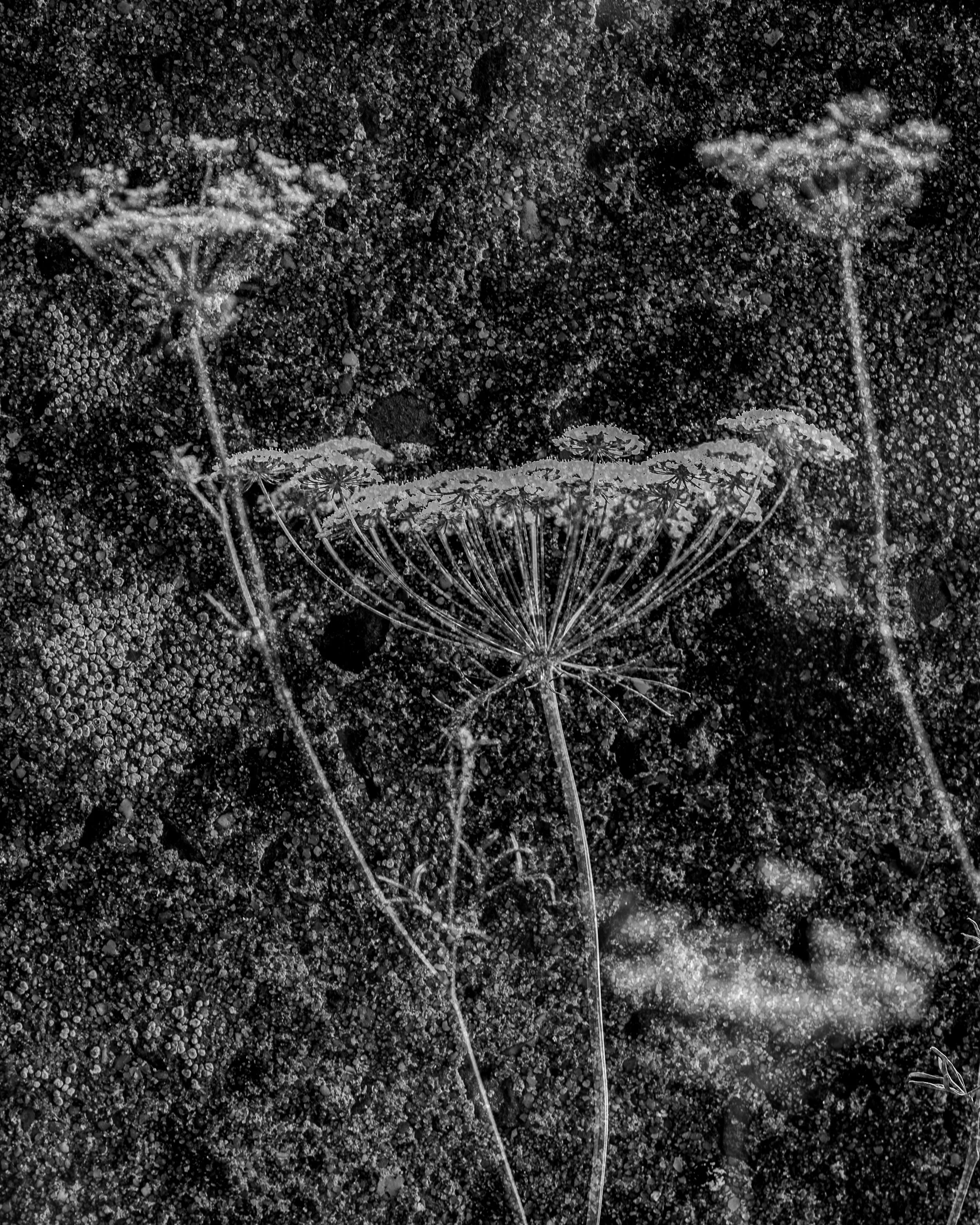 Ammi majus