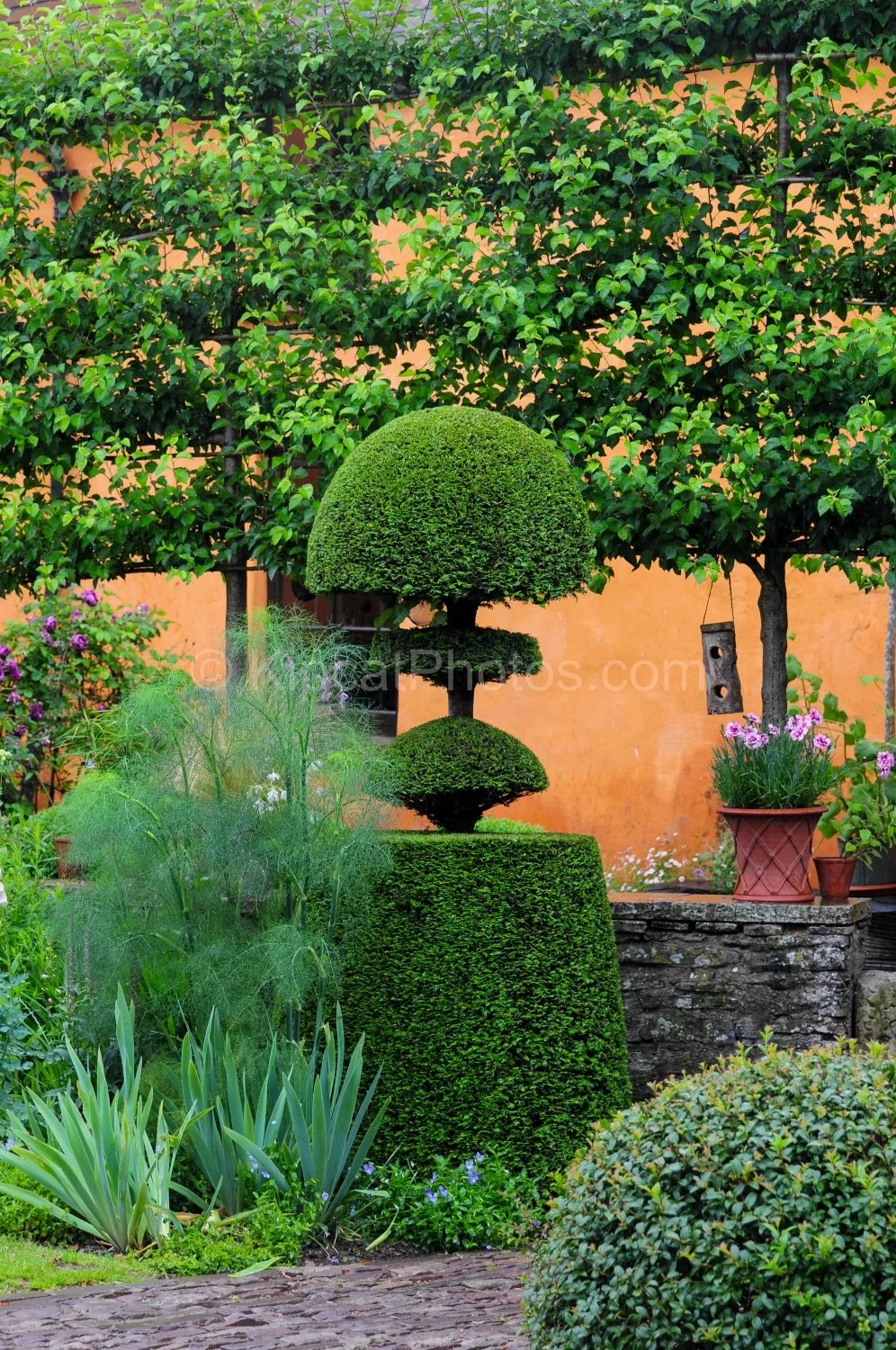 allt-y-bela-cloud-topiary-orange-wall-espalier.jpg.jpg