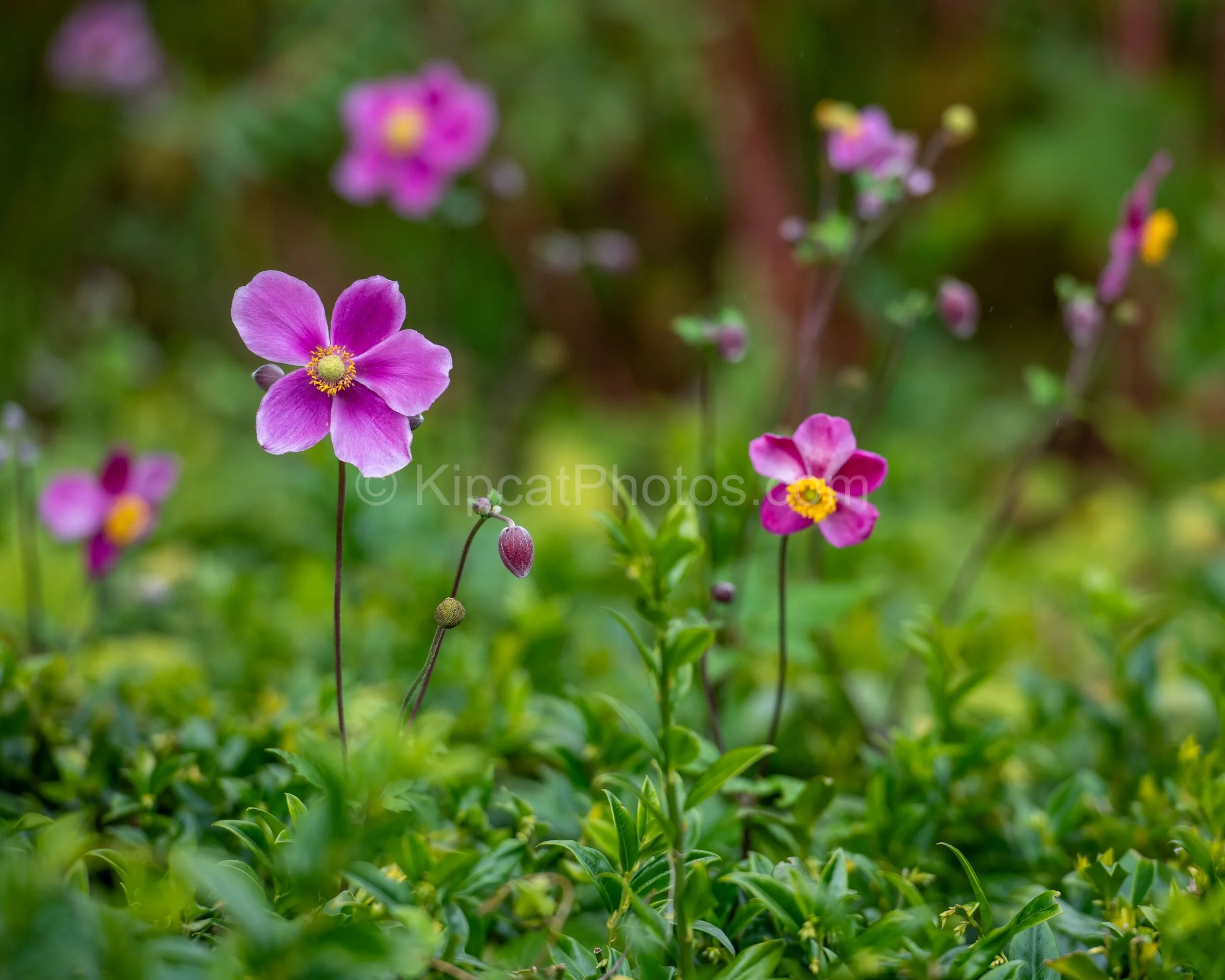 A close-up of vivid pink Japanese anemone flowers with yellow centres on slender dark stems, blooming above green foliage at Broughton Grange, Oxfordshire. KipcatPhotos.com.

Japanese anemones in full late-summer flower — their vivid pink petals and 