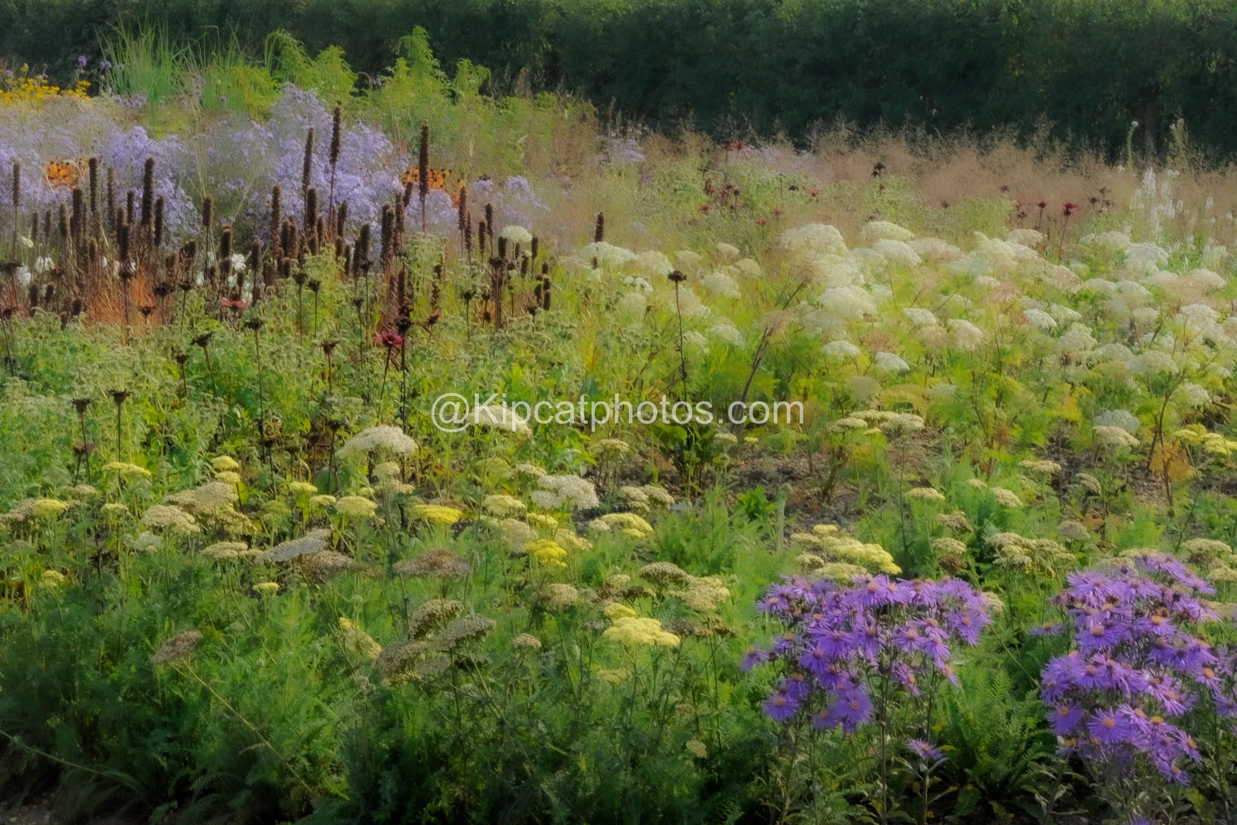 Soft-focus view of a planted garden border with purple asters in the foreground, pale yellow yarrow, cream umbels and tall brown seedheads beneath a green hedge.