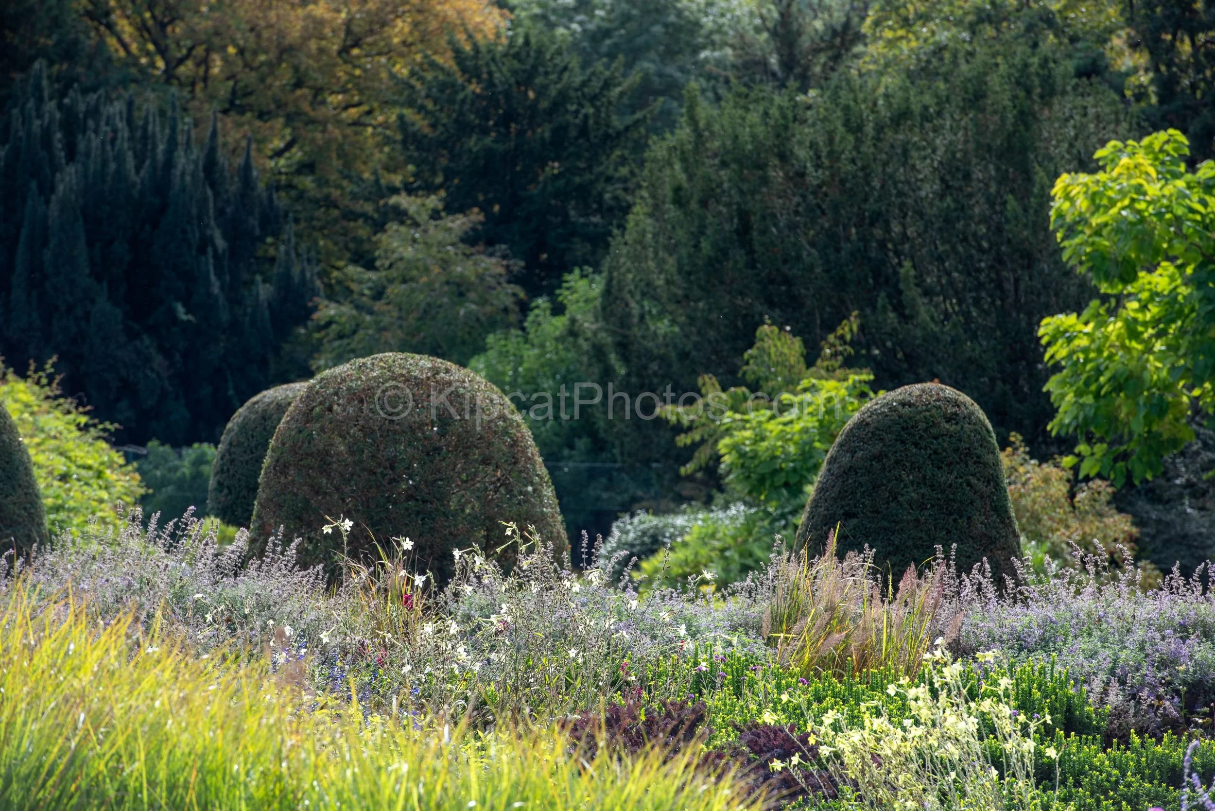 Two large clipped dome topiary shapes emerge from a haze of lavender-blue nepeta, white nicotiana and feathery ornamental grasses at Broughton Grange, Oxfordshire, with the arboretum's dark conifer canopy behind. KipcatPhotos.com.

Two dome topiary s