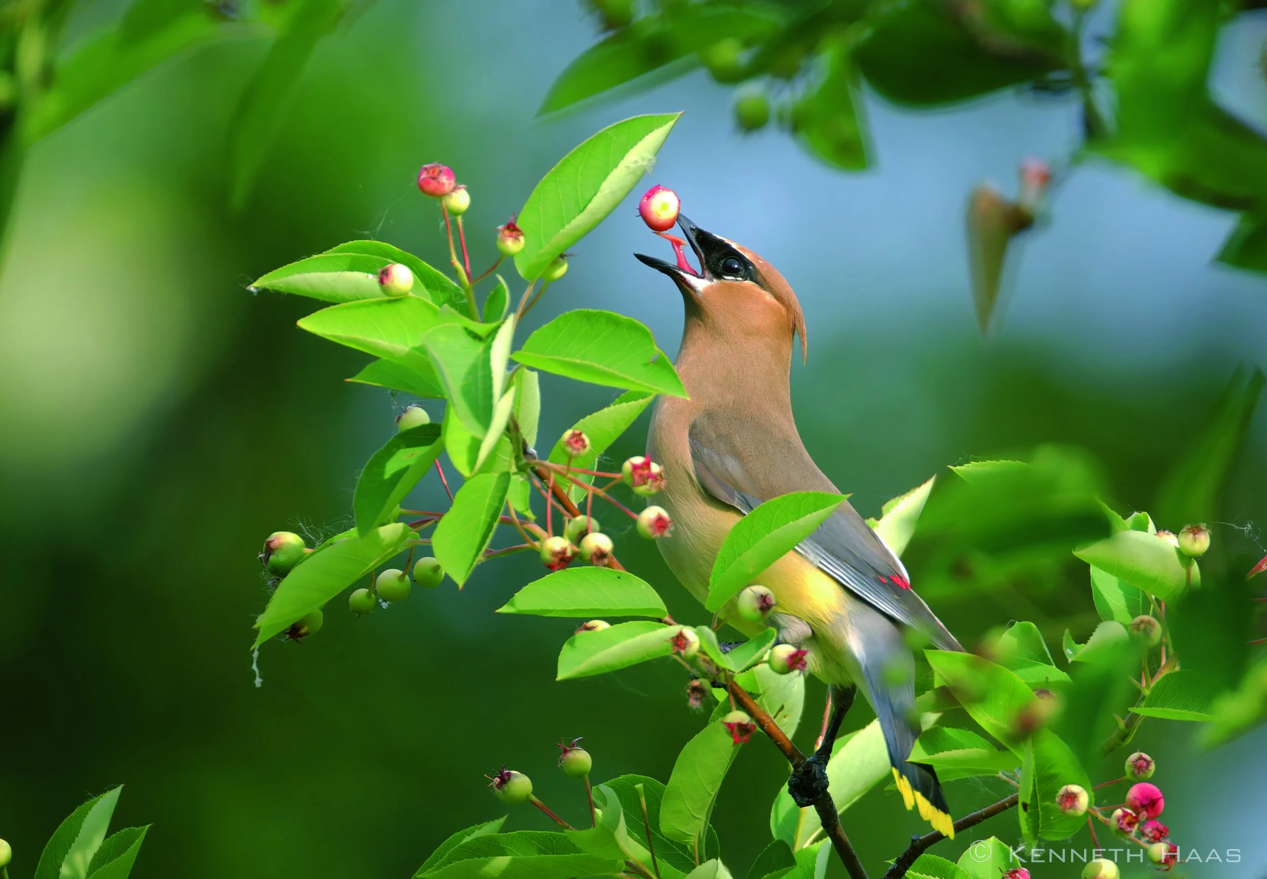 Cedar Waxwing, Stewart Park, Ithaca, NY