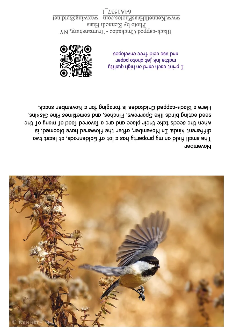 Chickadee_6 Take Off