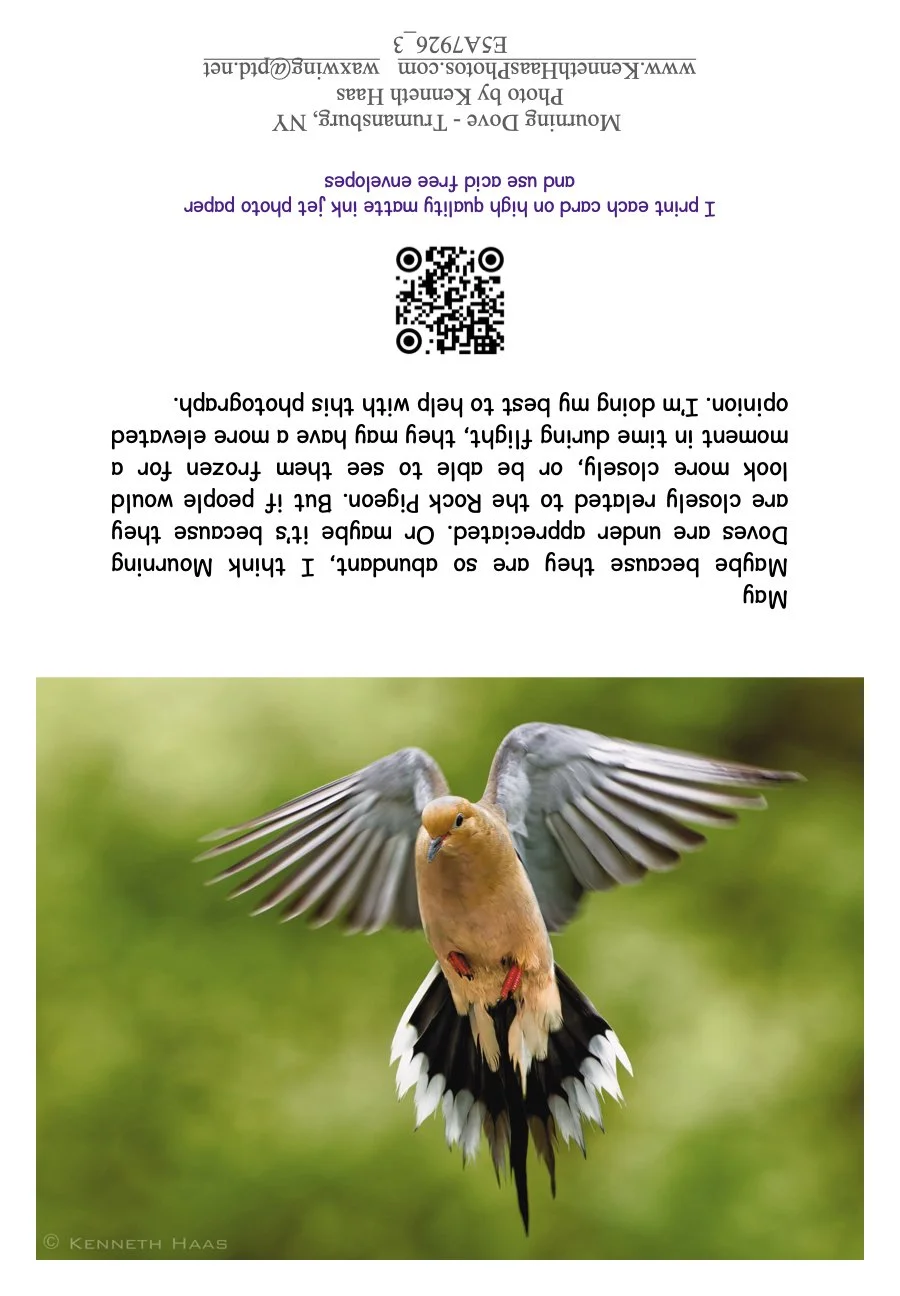 Mourning Dove Hover_1