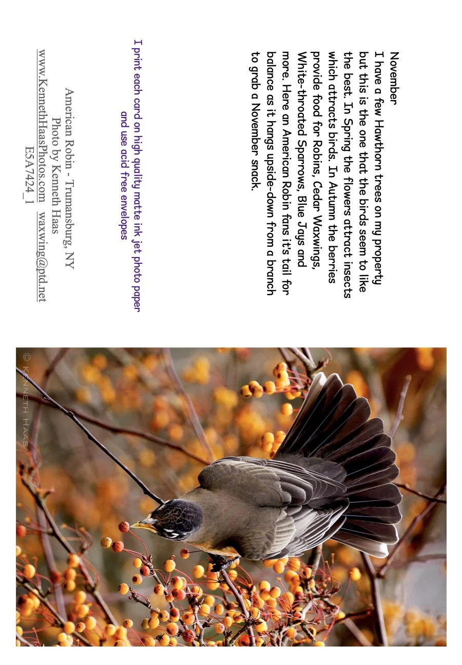 RobinHawthorn_1_Vert