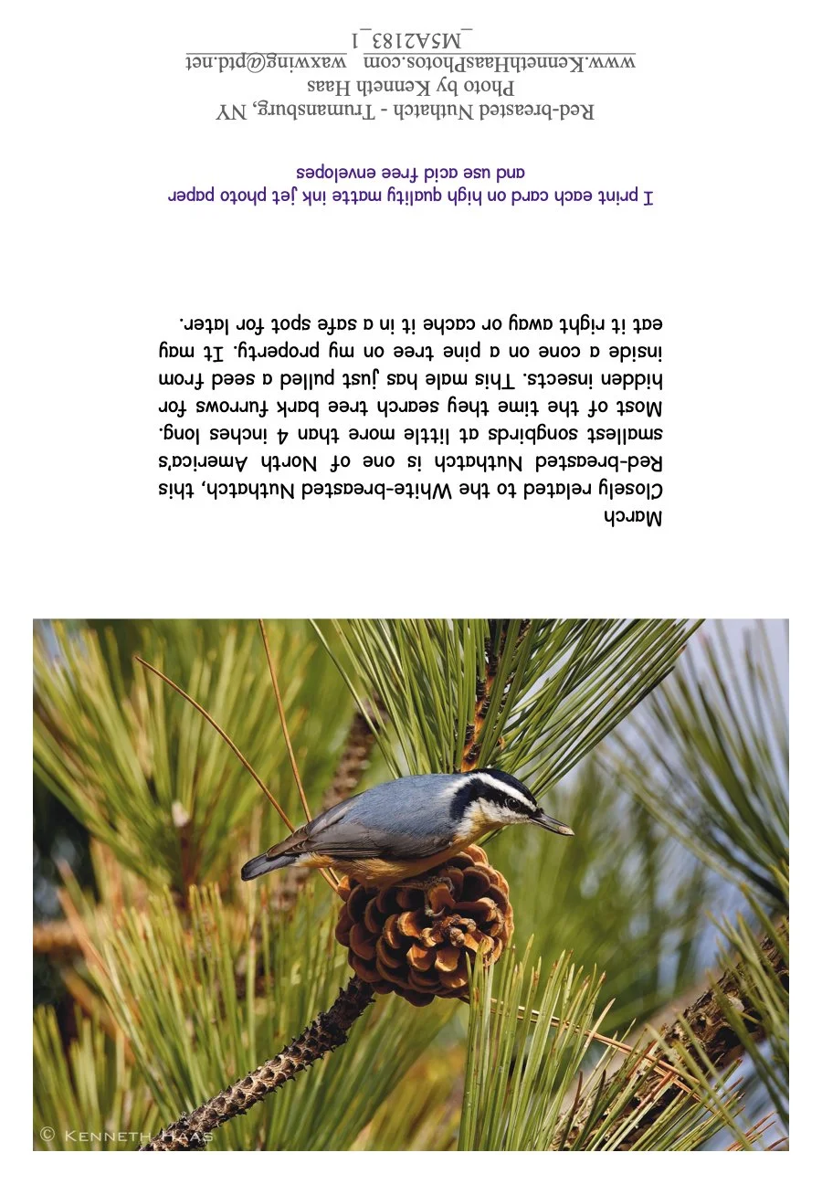 Red-breasted Nuthatch on cone