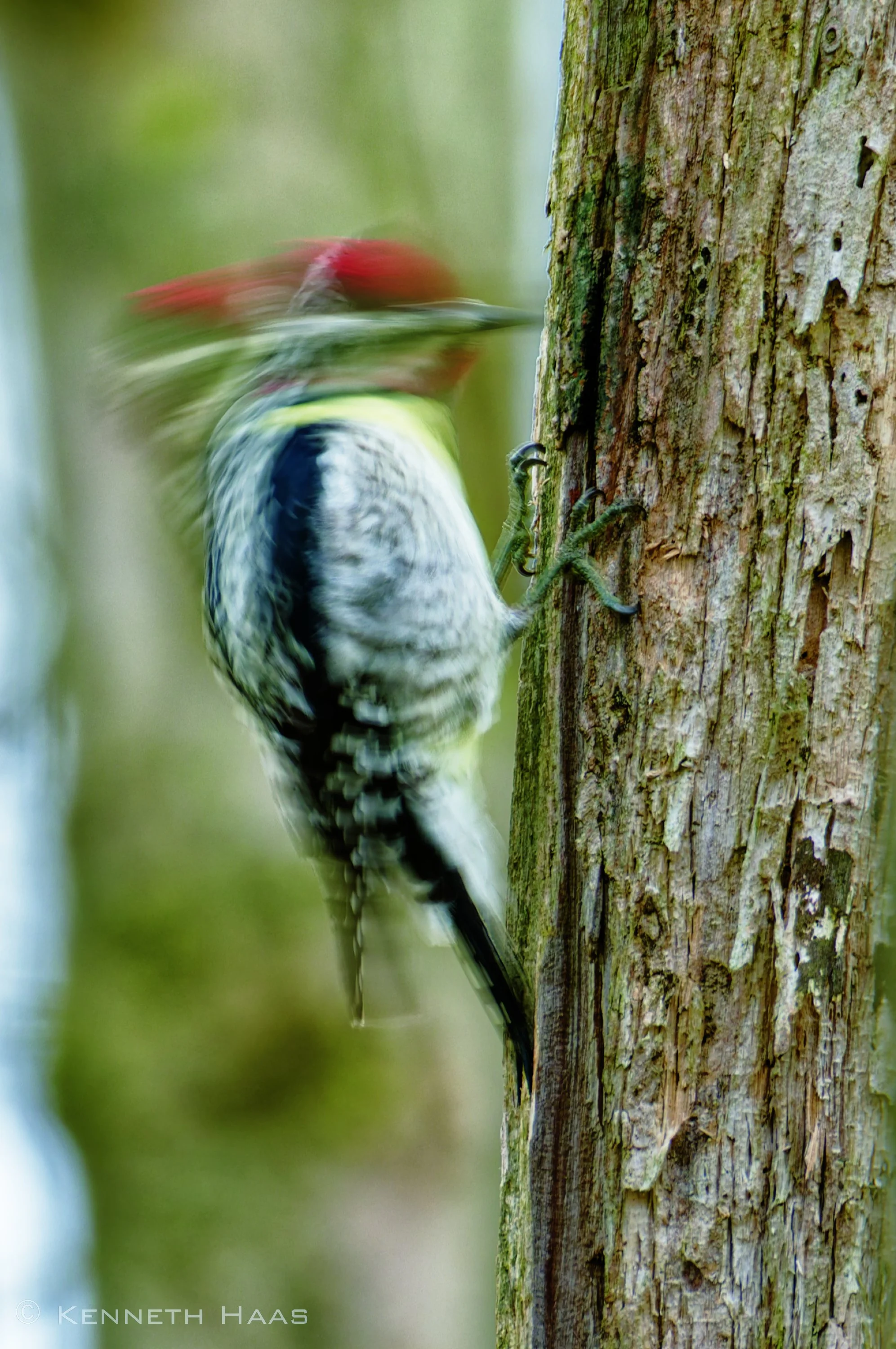 Yellow-bellied Sapsucker motion blur, Cayuta Lake, Catherine, NY