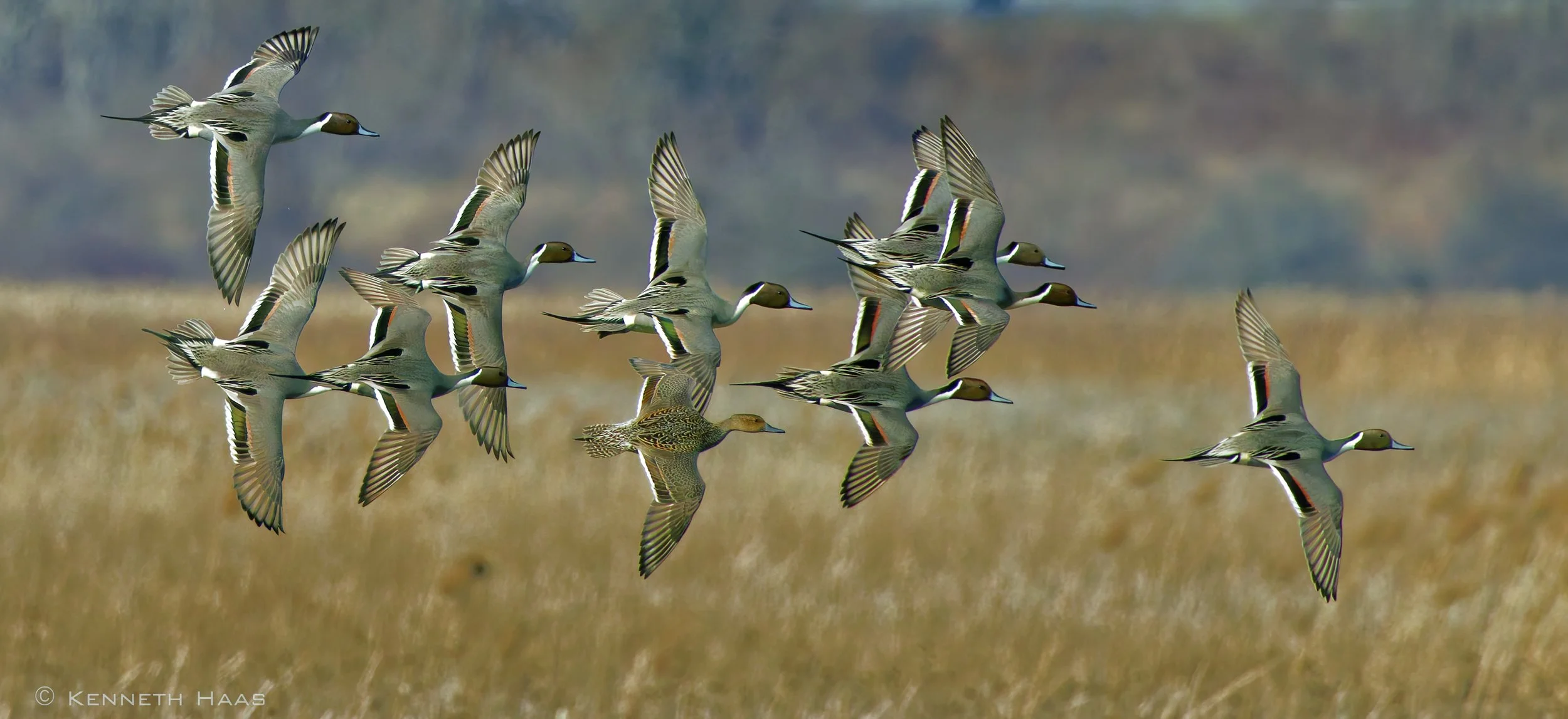 Northern Pintails, Montezuma NWR, Seneca Falls, NY