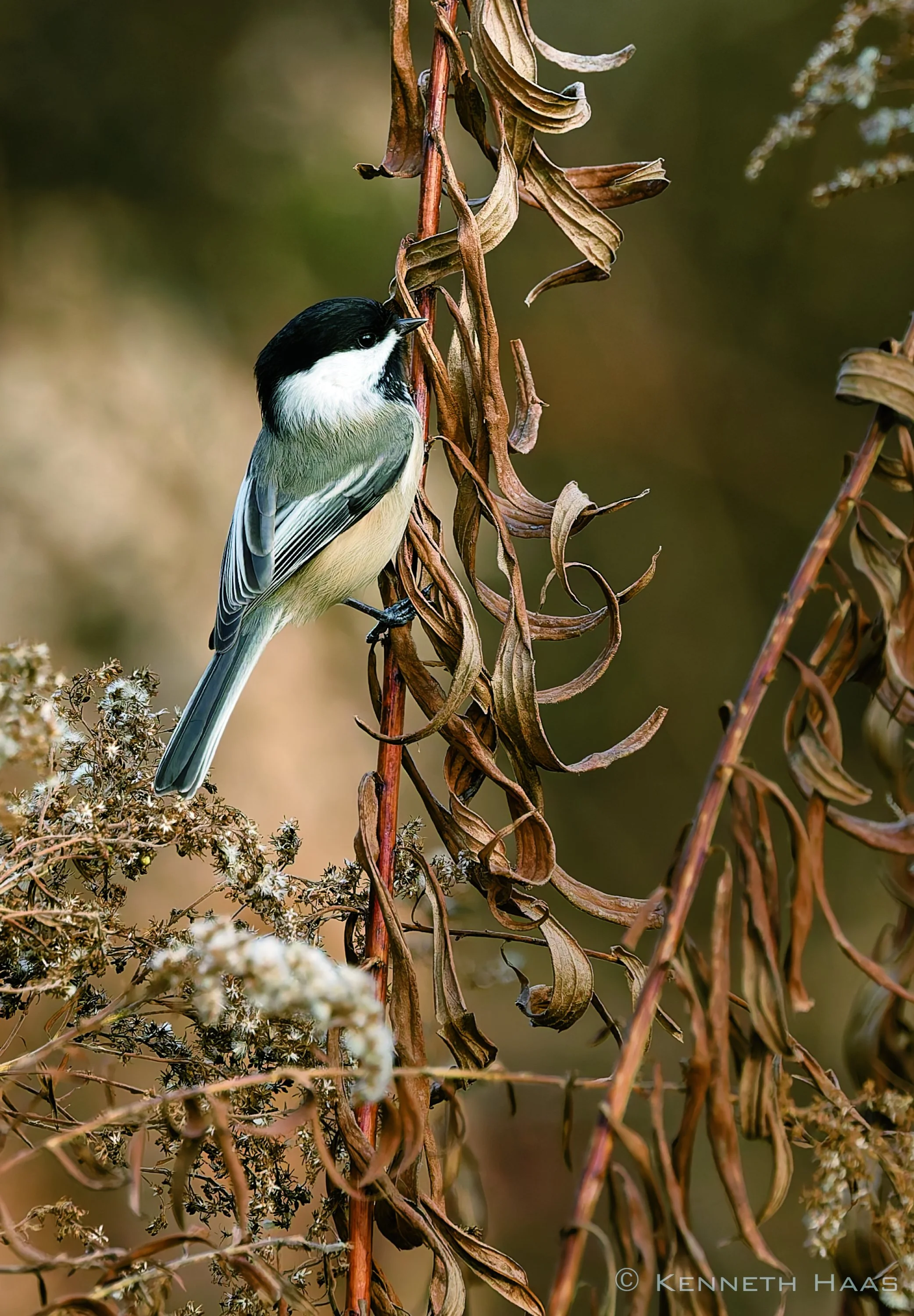 Black-capped Chickadee, Trumansburg, NY