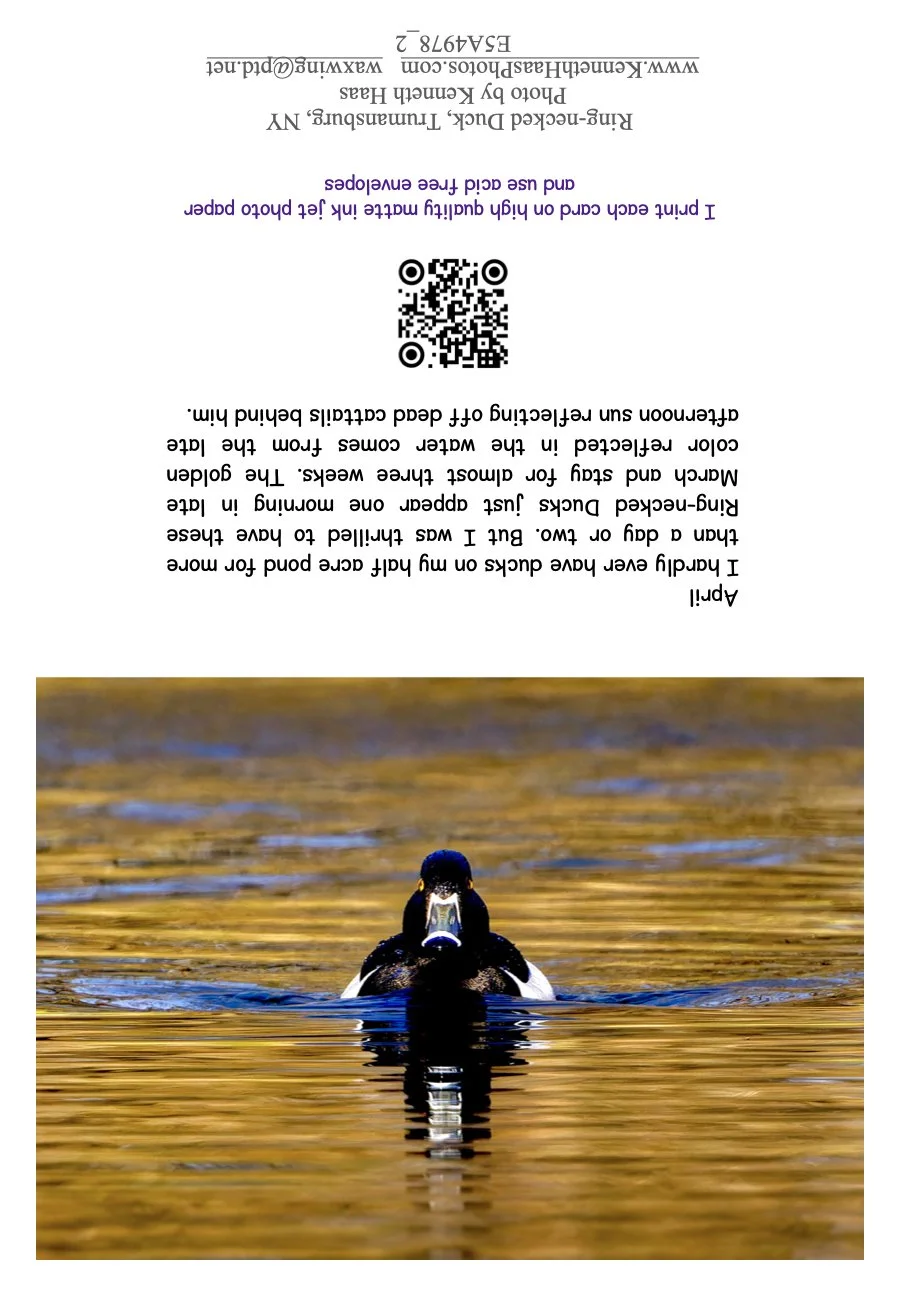 RN Duck Straight for me.1.jpeg