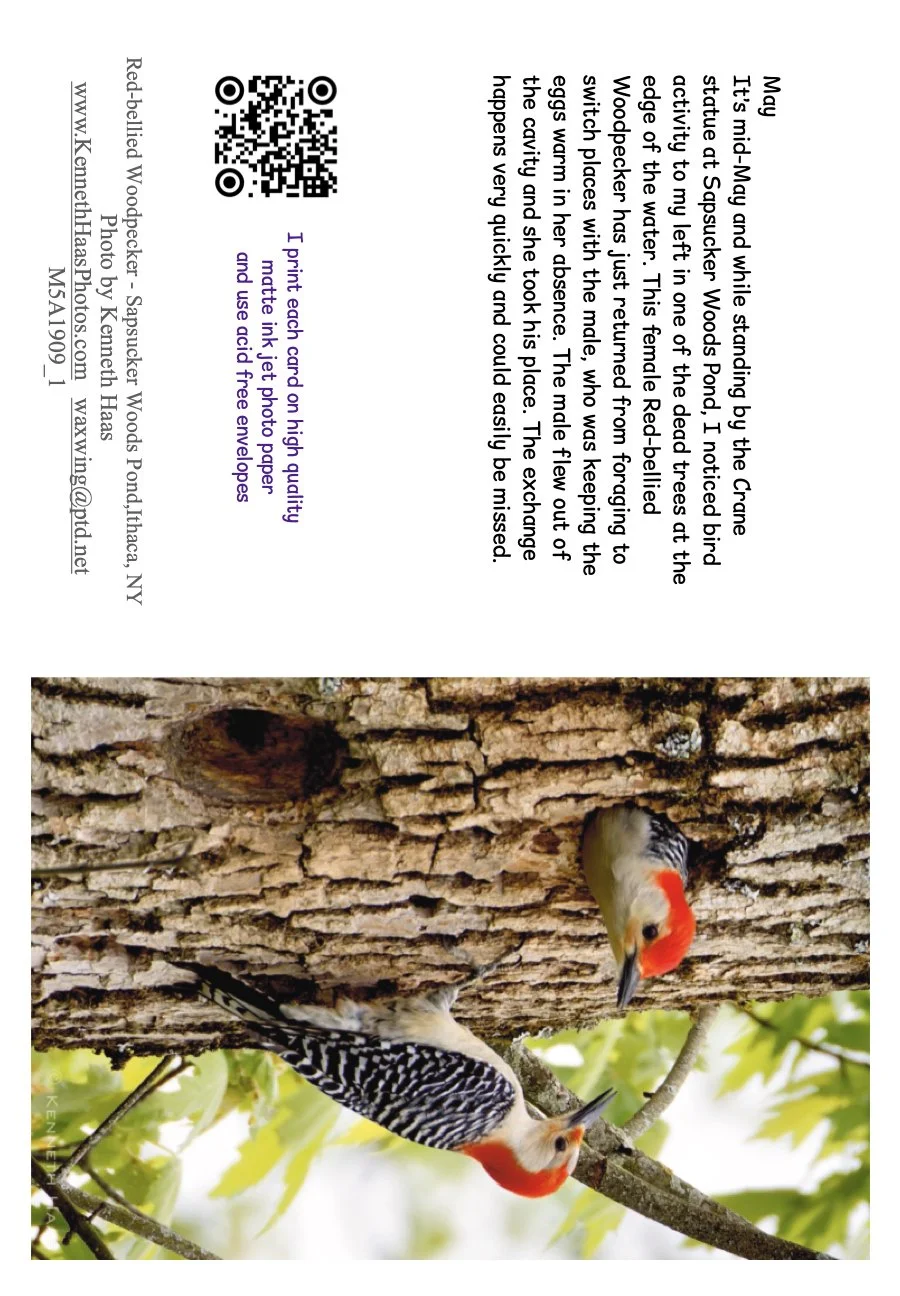 Red-bellied Wpkr at Nest_V2