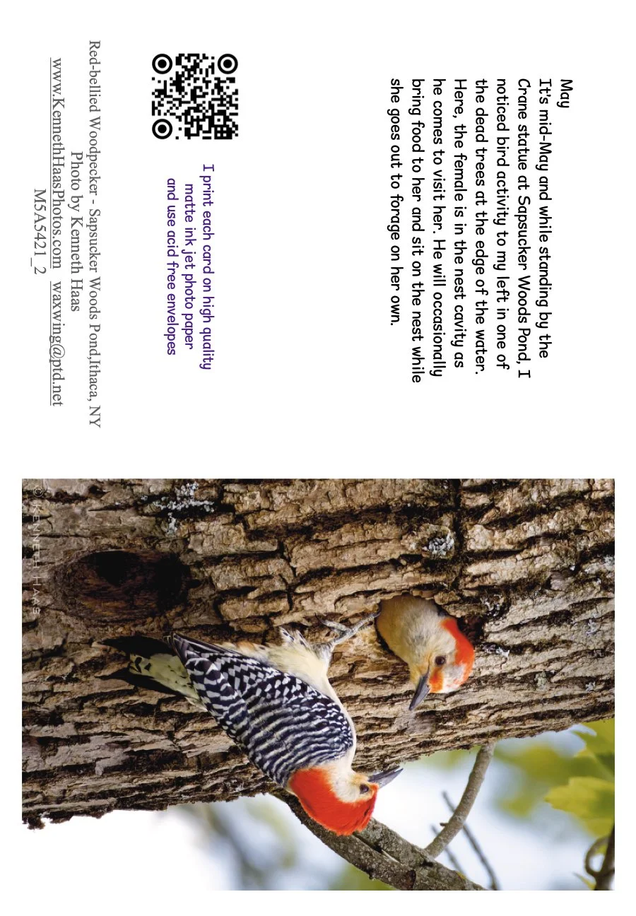 Red-bellied Wpkr at Nest_V2A