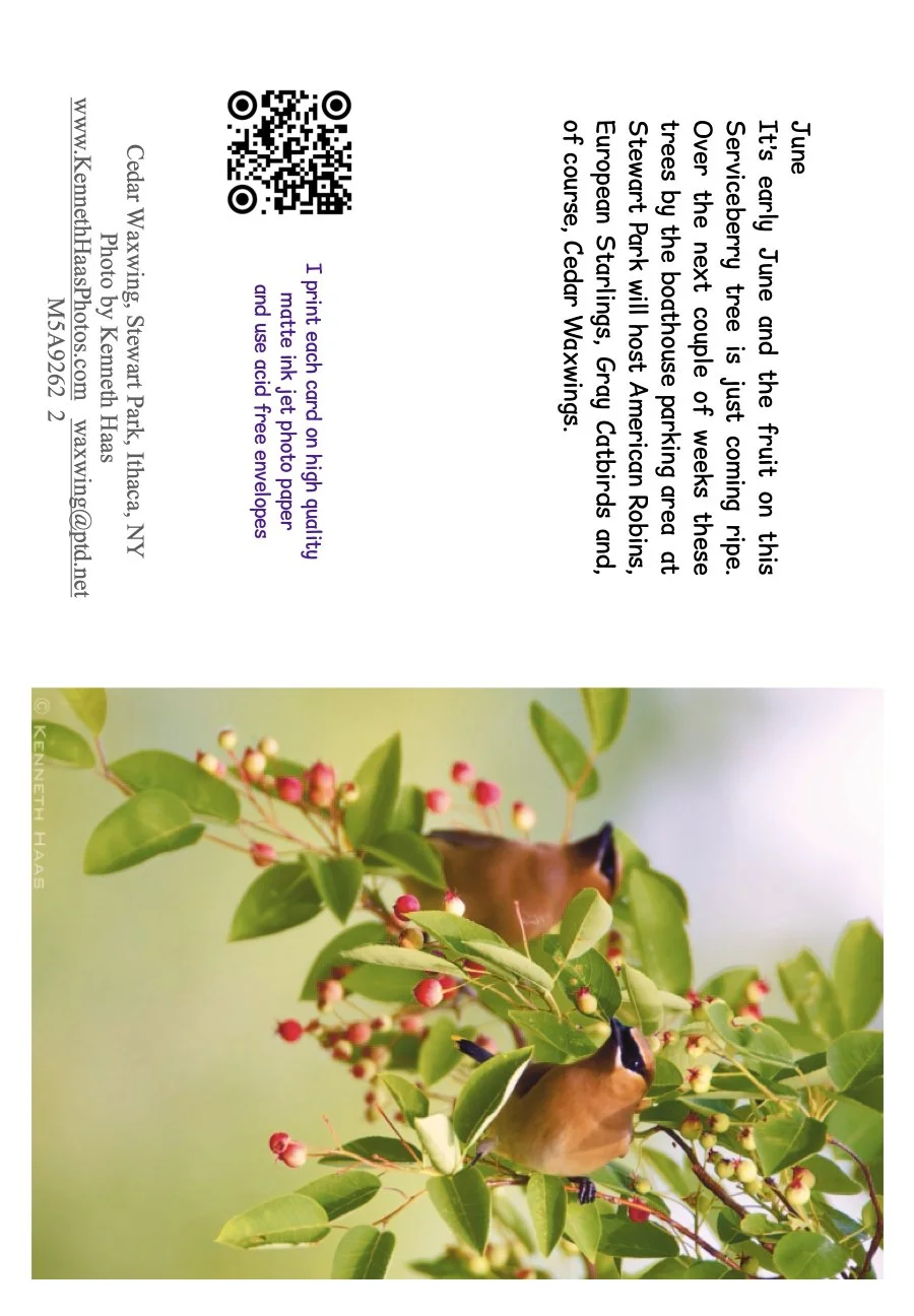 Cedar Waxwing pair_1 V