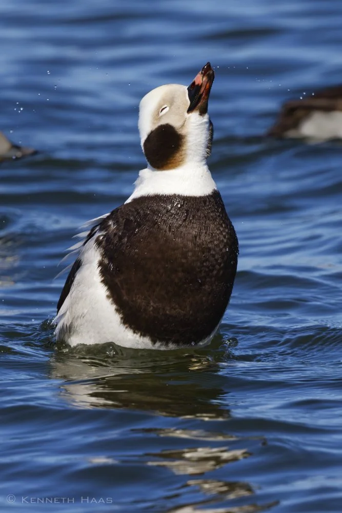 Long-tailed Duck, Oswego. NY