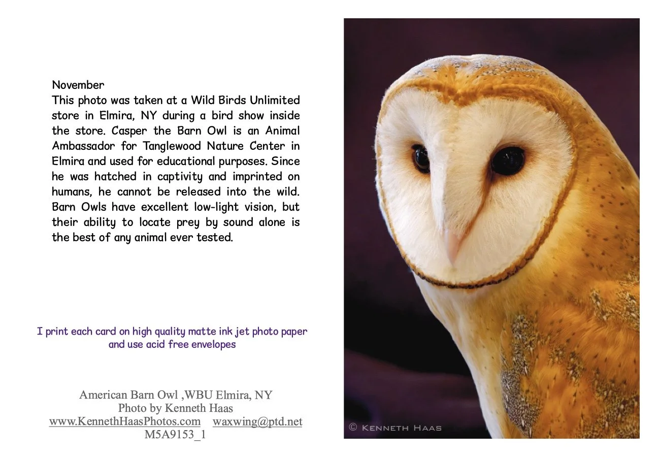 BARN Owl_1