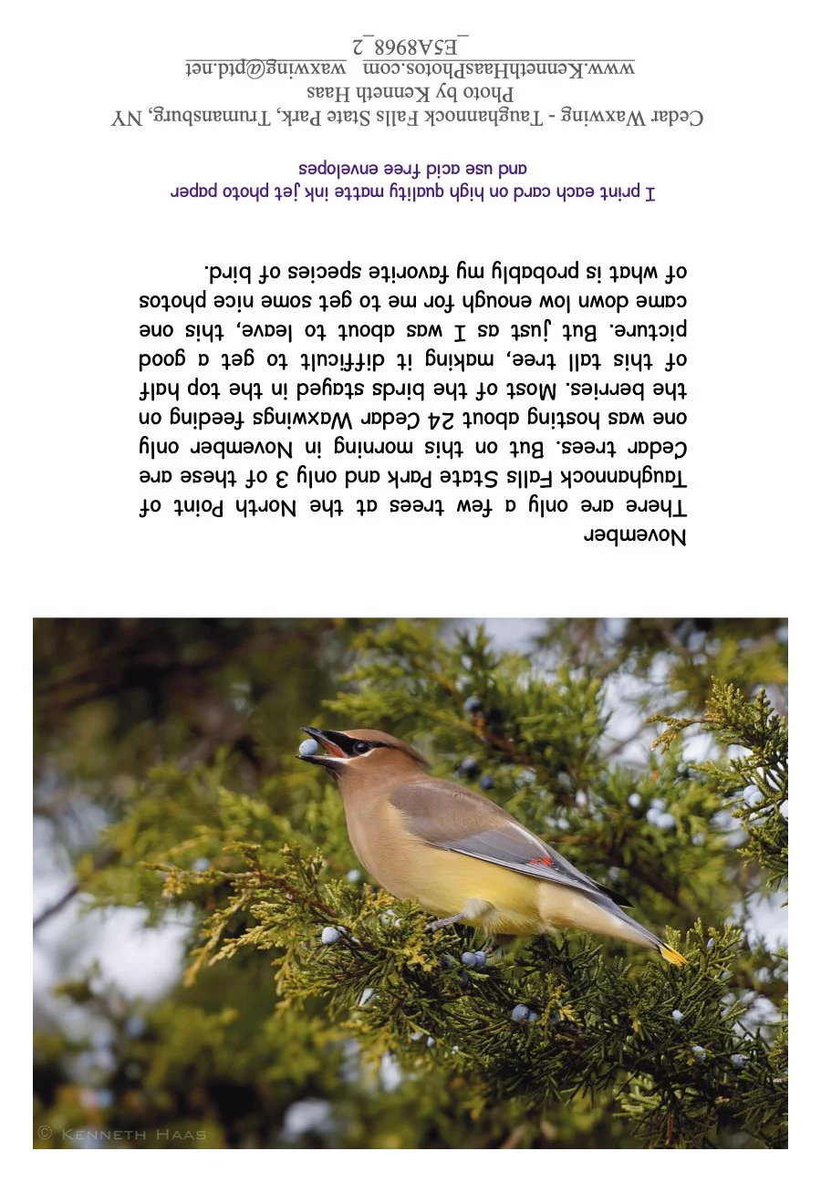 Cedar Waxwing_2