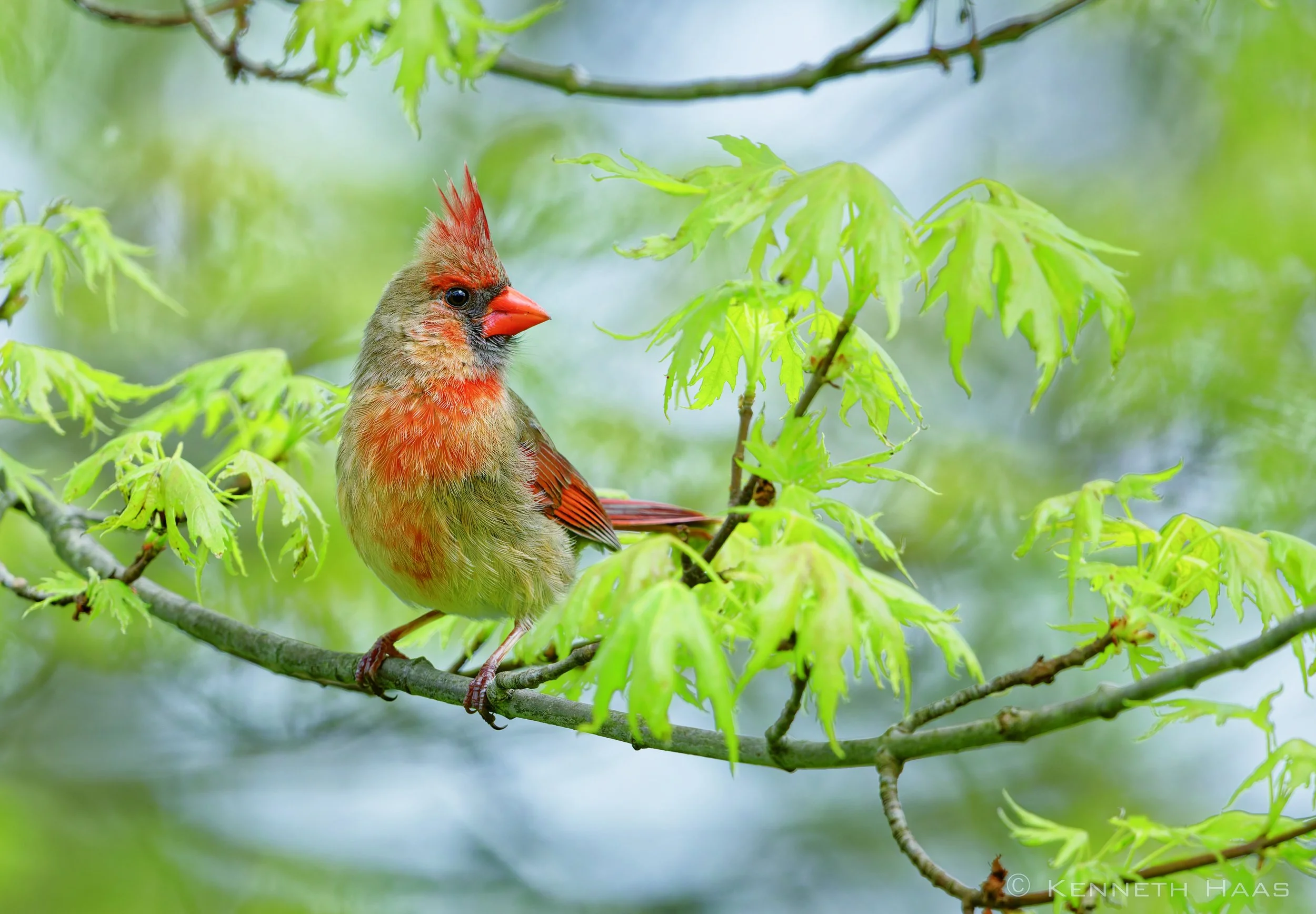 Northern Cardinal, Trumansburg, NY
