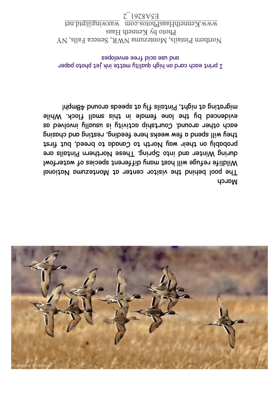 Pintails at MNWR flying