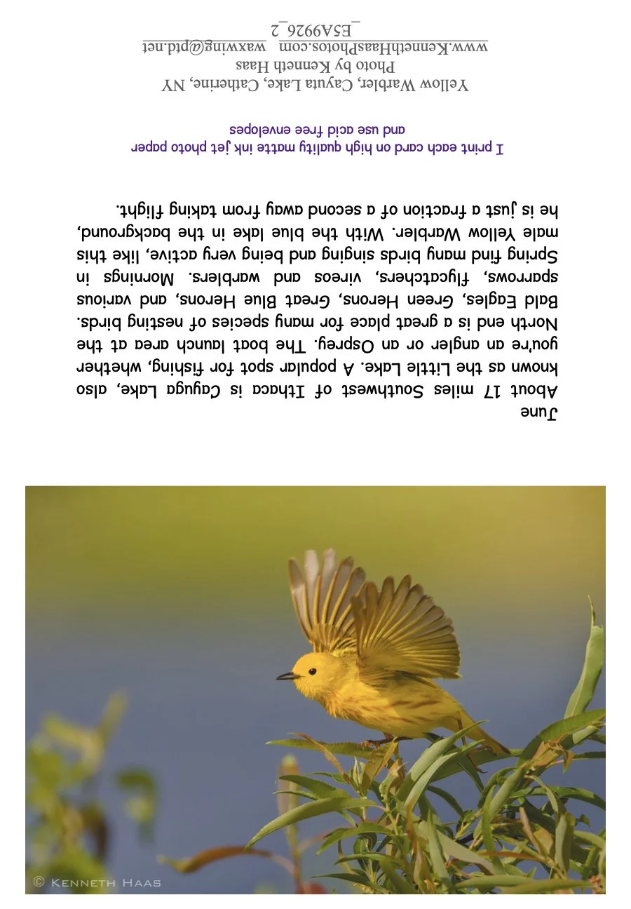 Yellow Warbler Launch_2nd_2