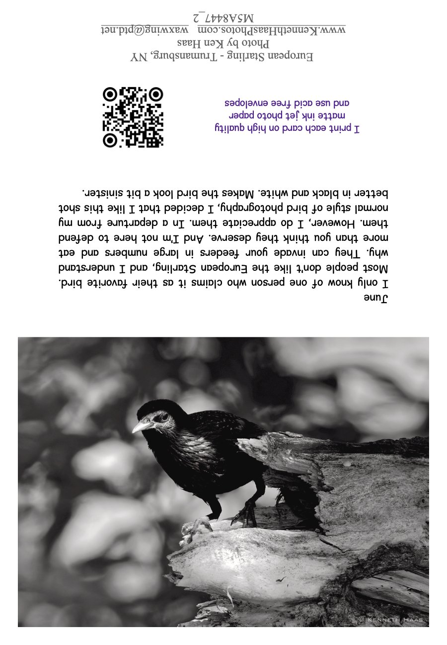 Starling_2 B&W