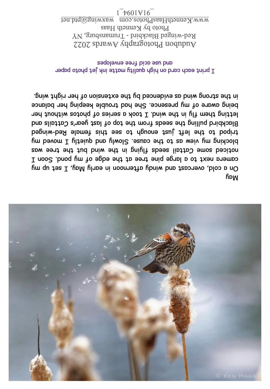 Red-winged Blackbird_2