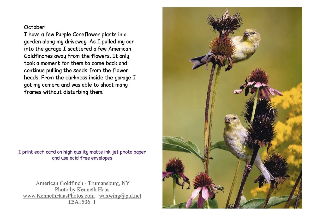 Goldfinches on Echin_V