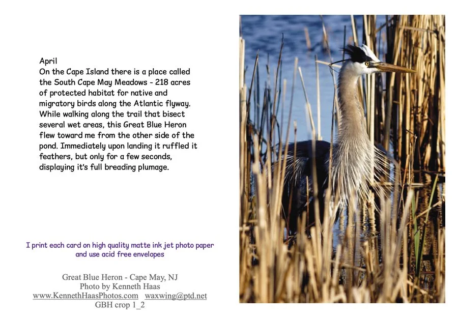 GBH Fluffed Cape May_1_V