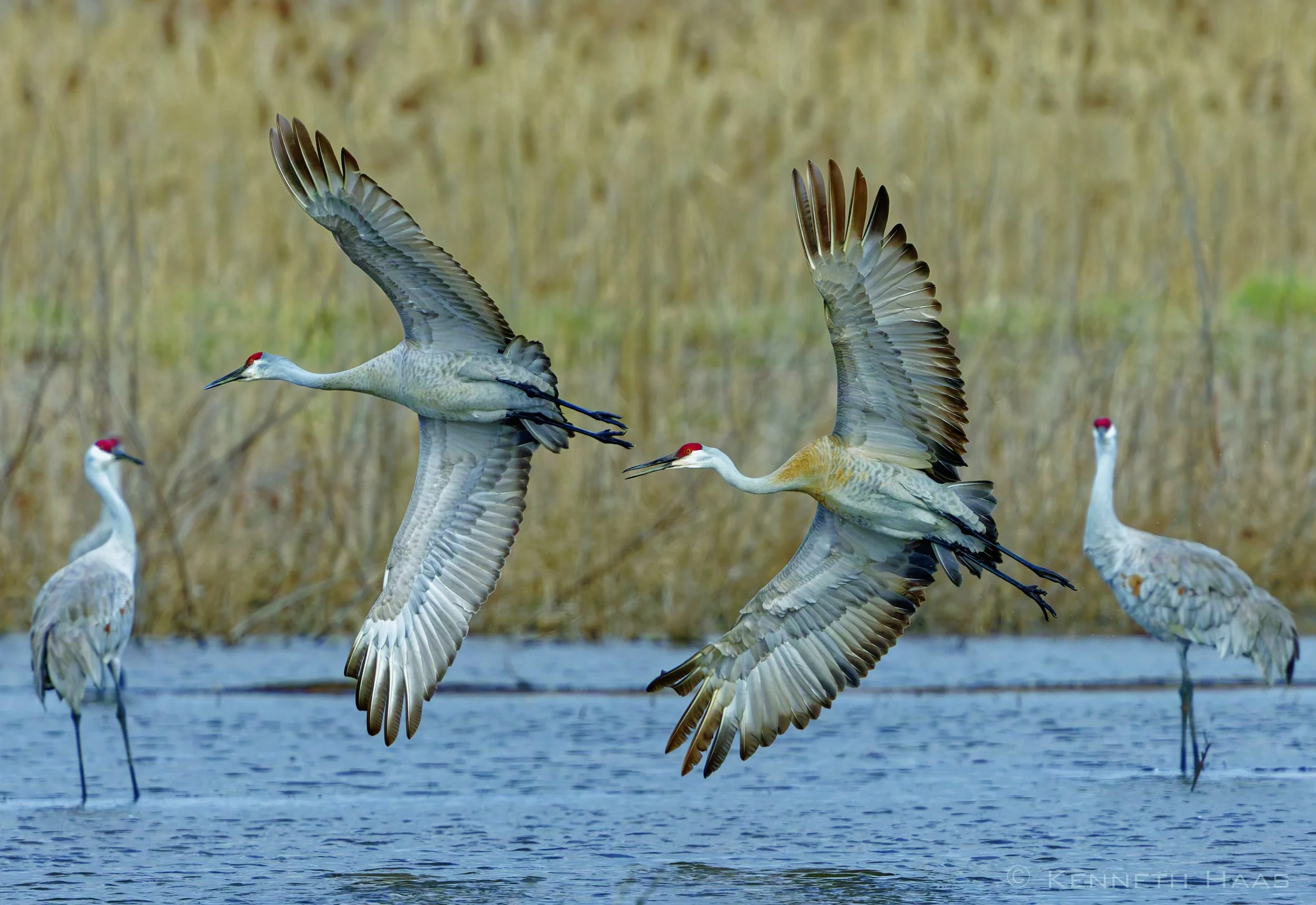 Sandhill Cranes, Montezuma NWR, Seneca Falls, NY