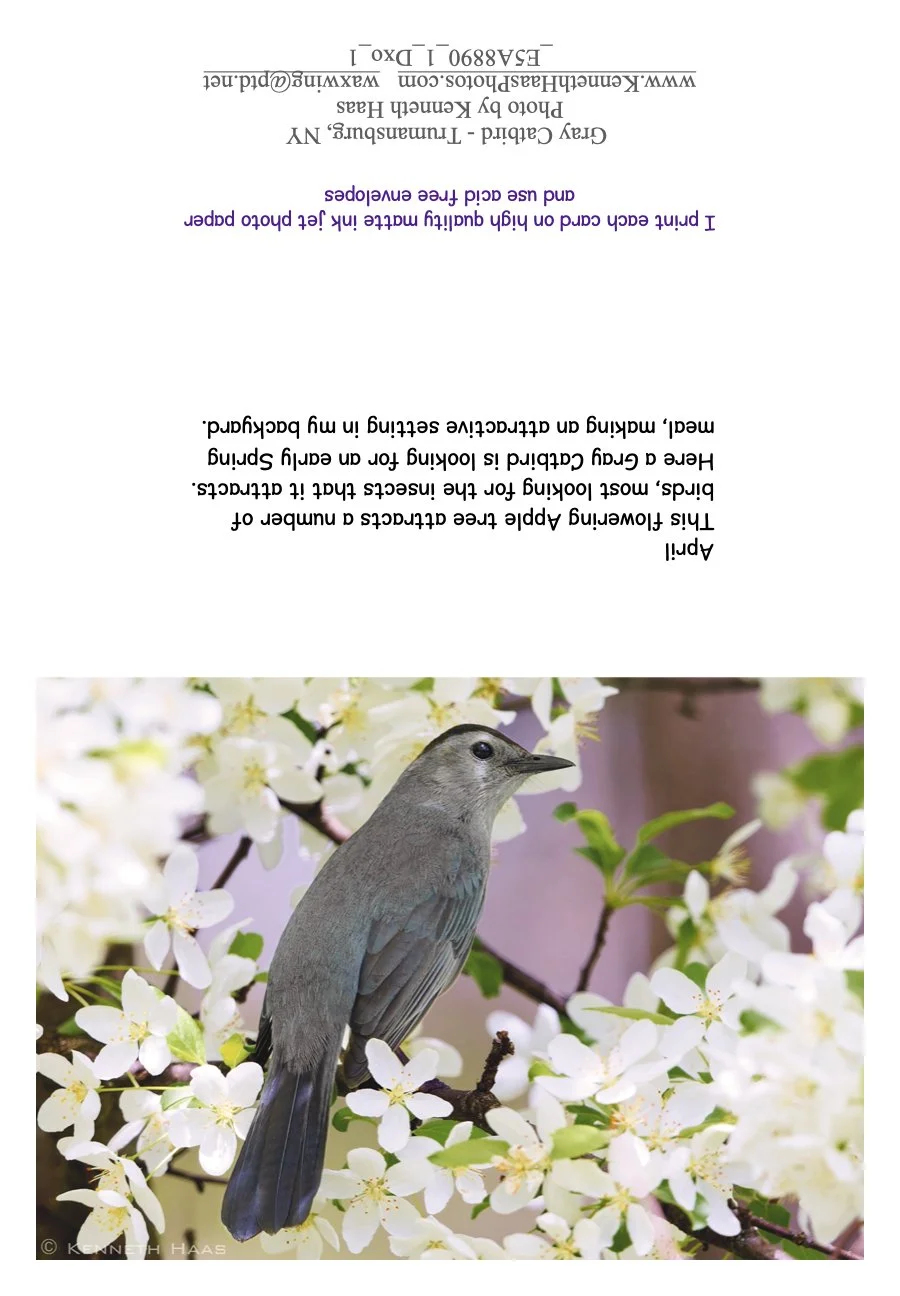 Catbird in Apple Blossom