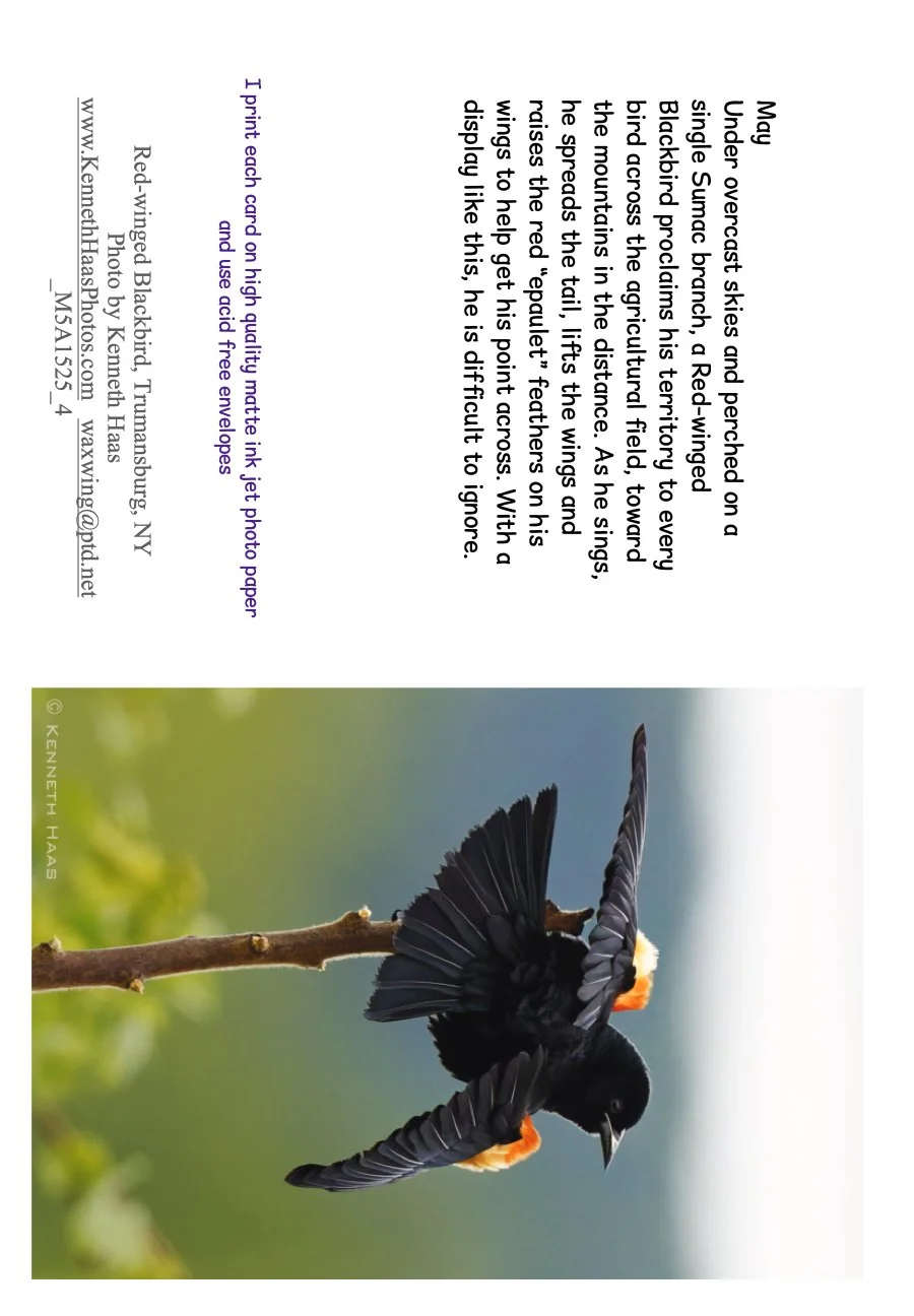 Red-winged Blackbird_3V