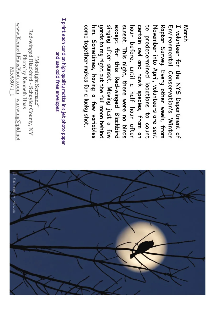 Red-winged Blkbrd SilhouetteWERTICAL