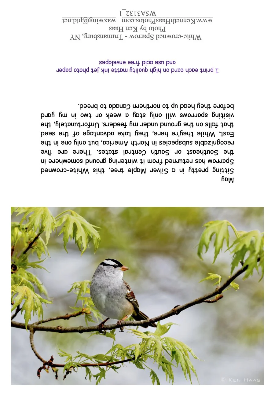 White-crowned Sparrow_1