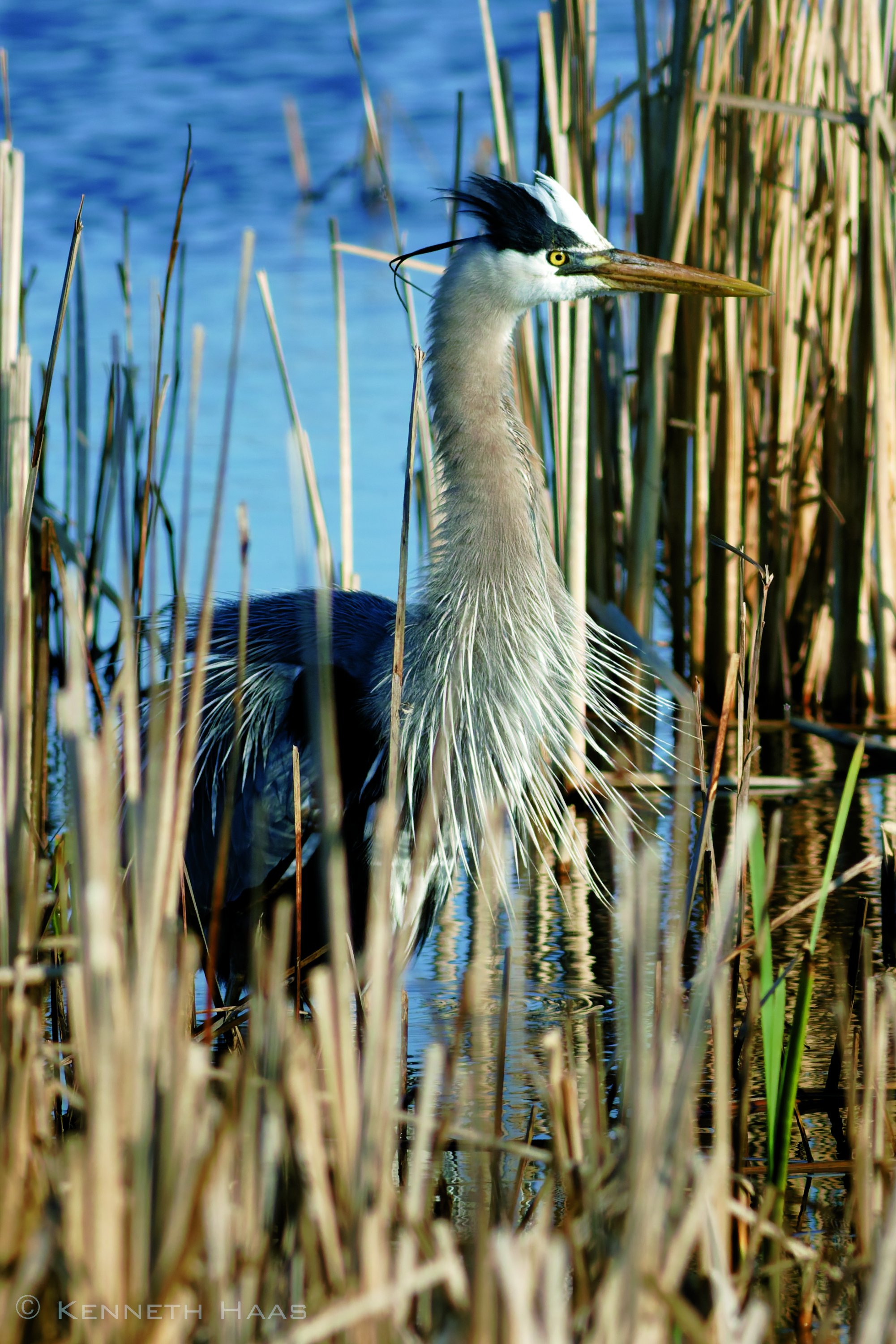 Great Blue Heron, Cape May Meadows, Cape May, NJ
