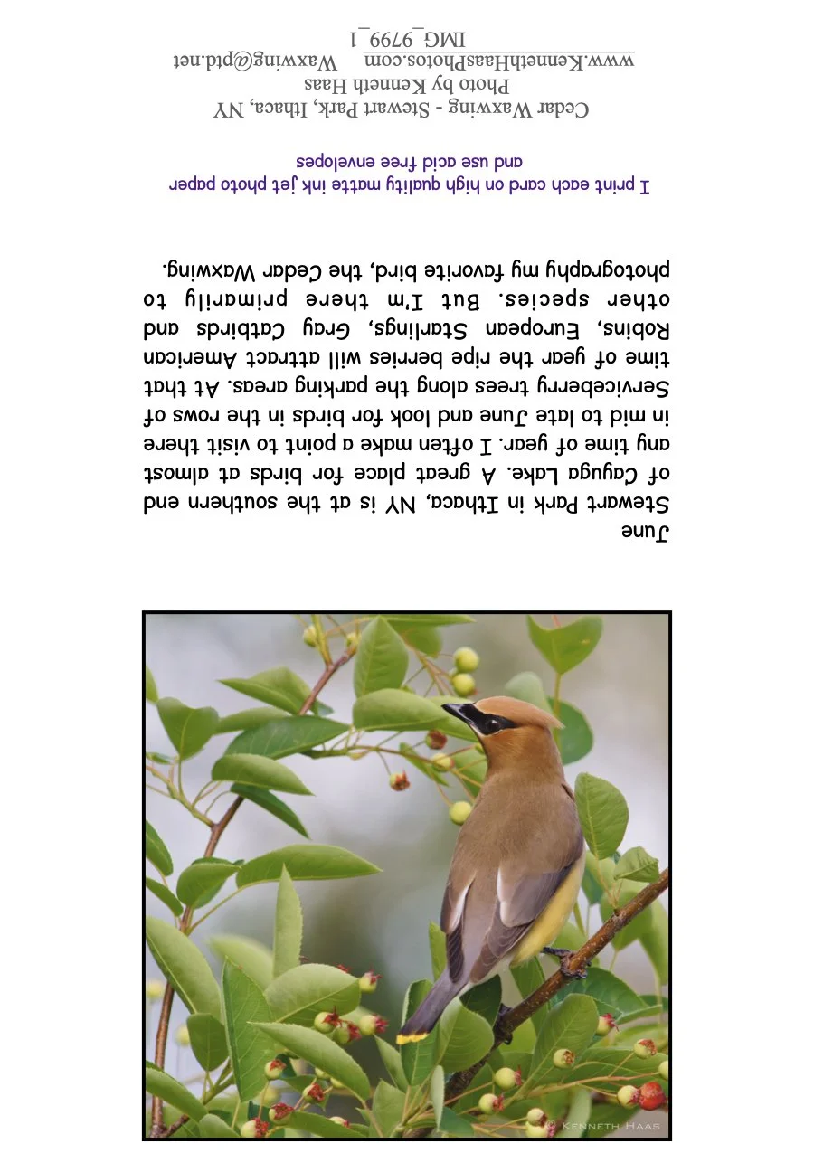 Cedar Waxwing_3