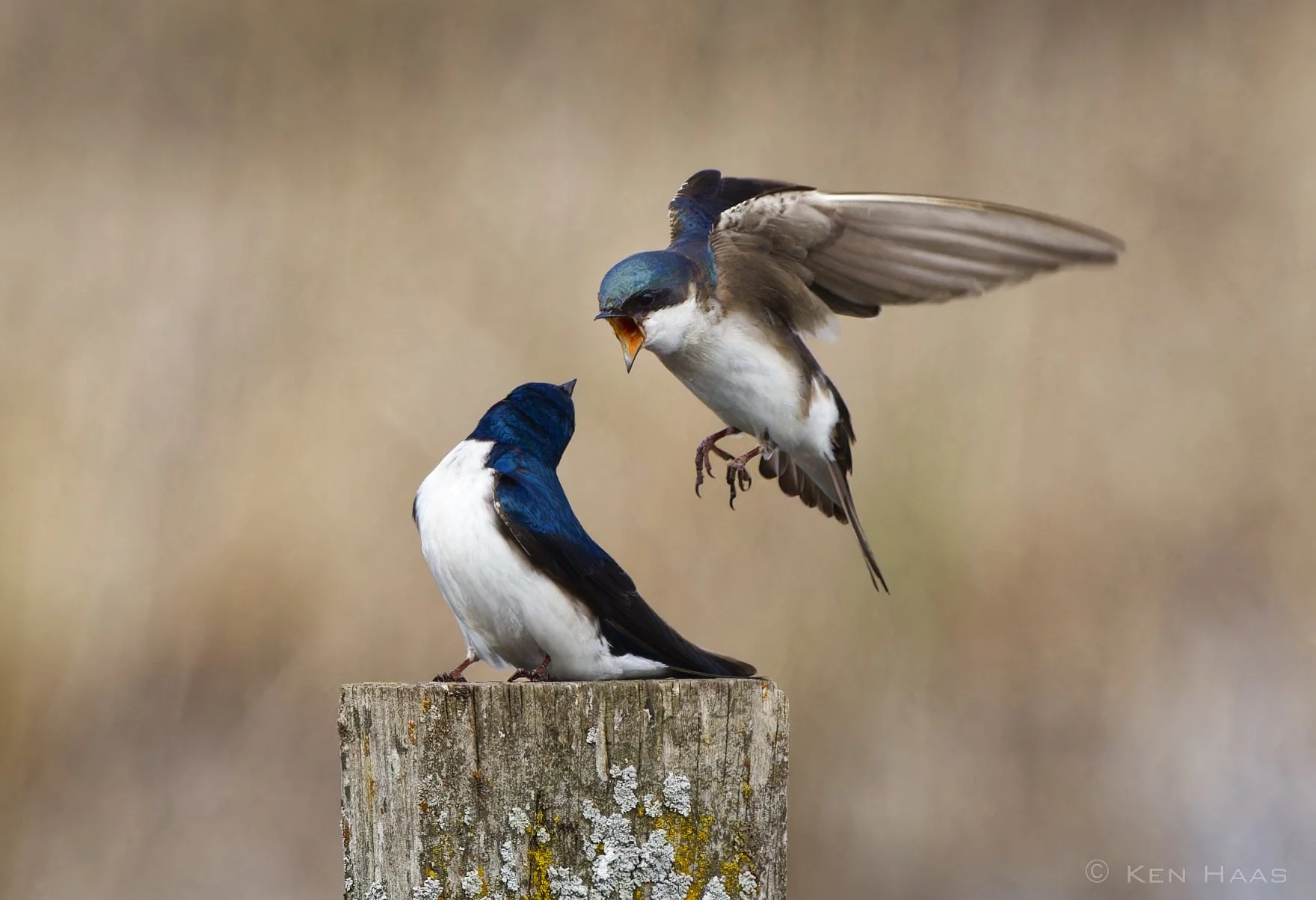 Tree Swallows, Montezuma NWR, Seneca Falls, NY