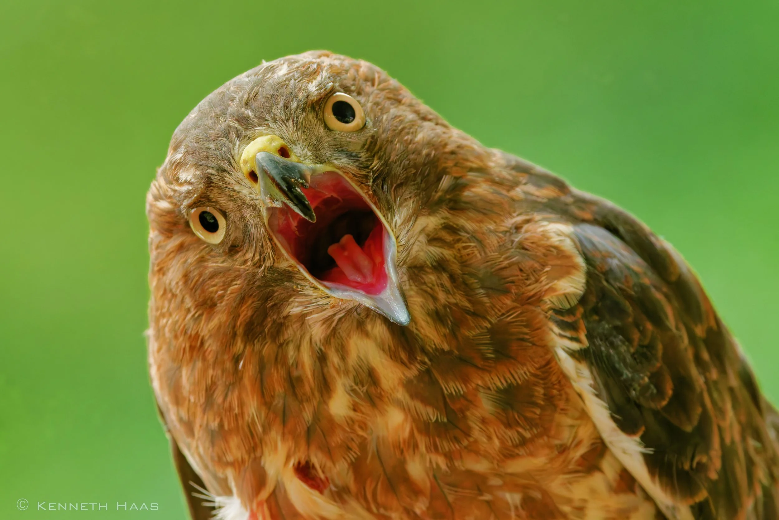 Broad-winged Hawk - Cornell Raptor Program show