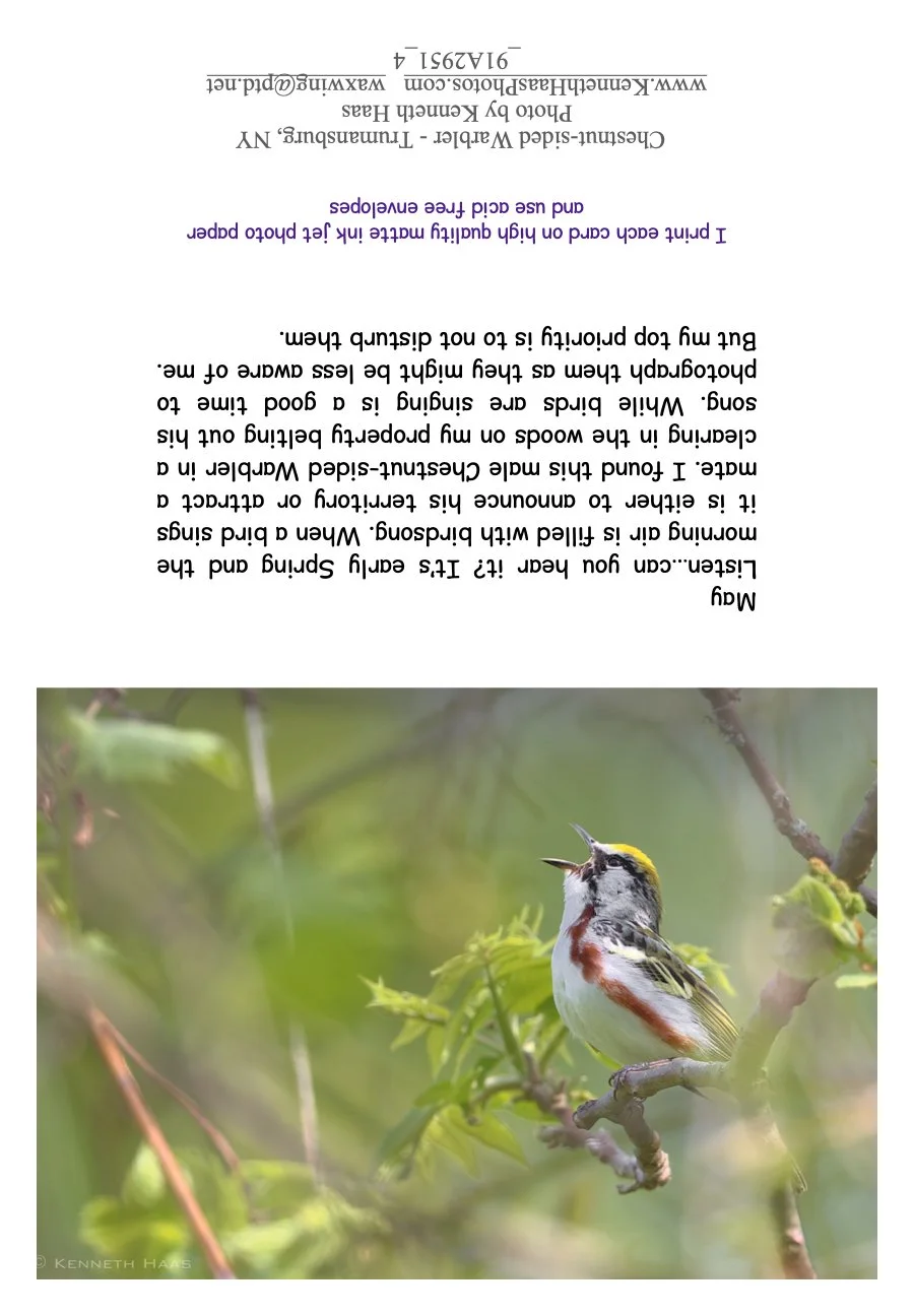 Chestnut-sided Warbler_1