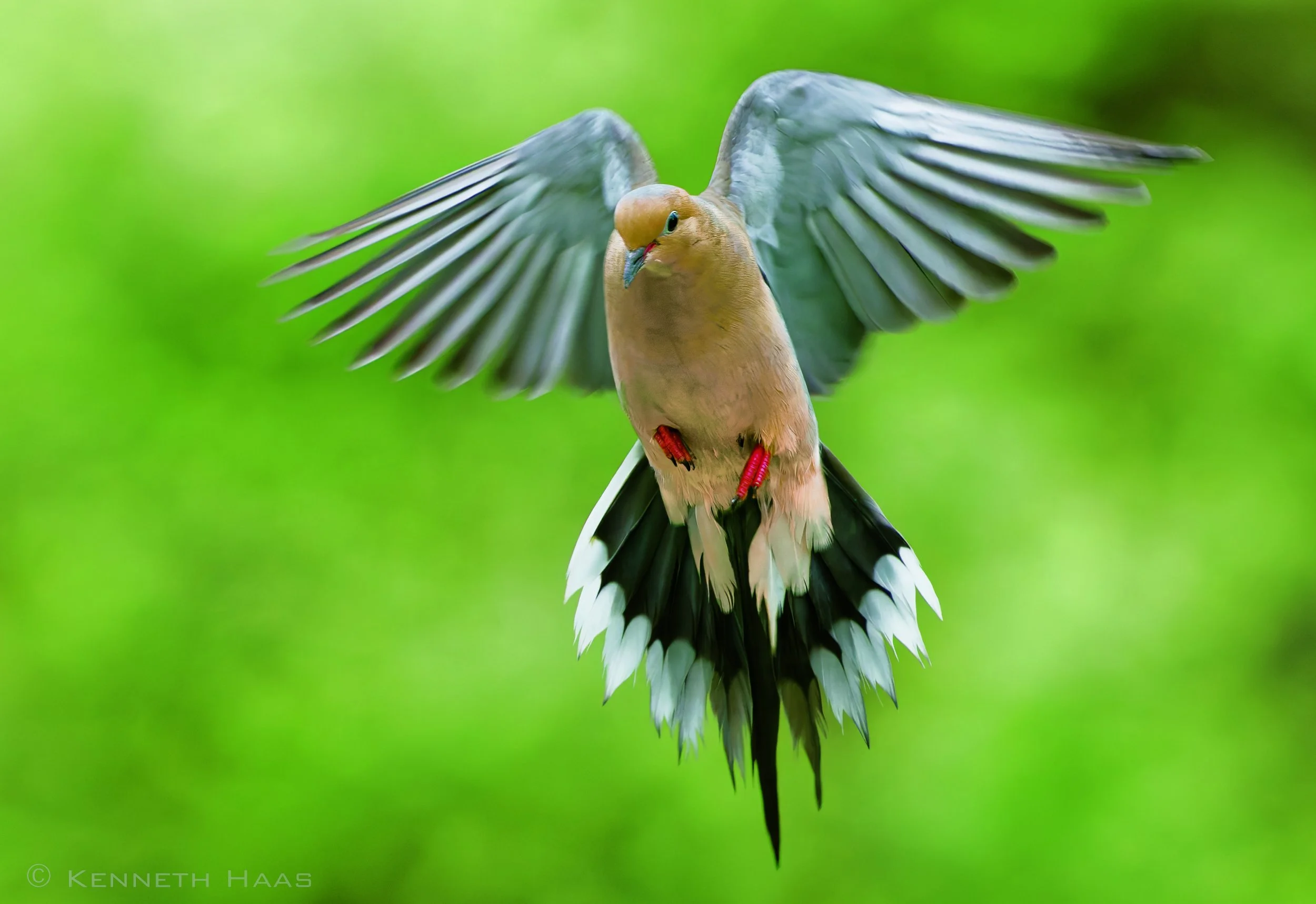 Mourning Dove, Trumansburg, NY