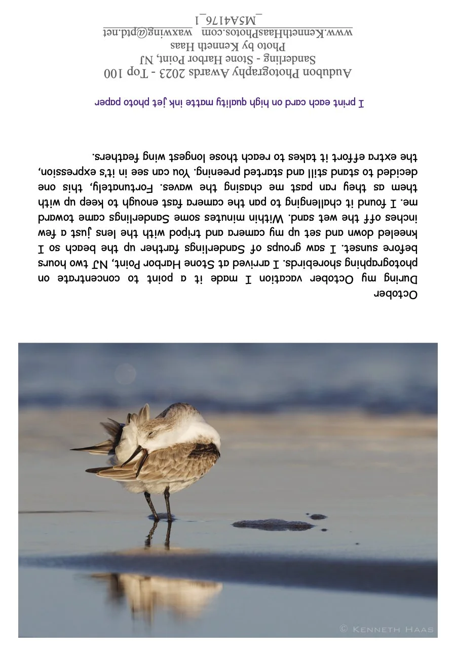 Sanderling_1