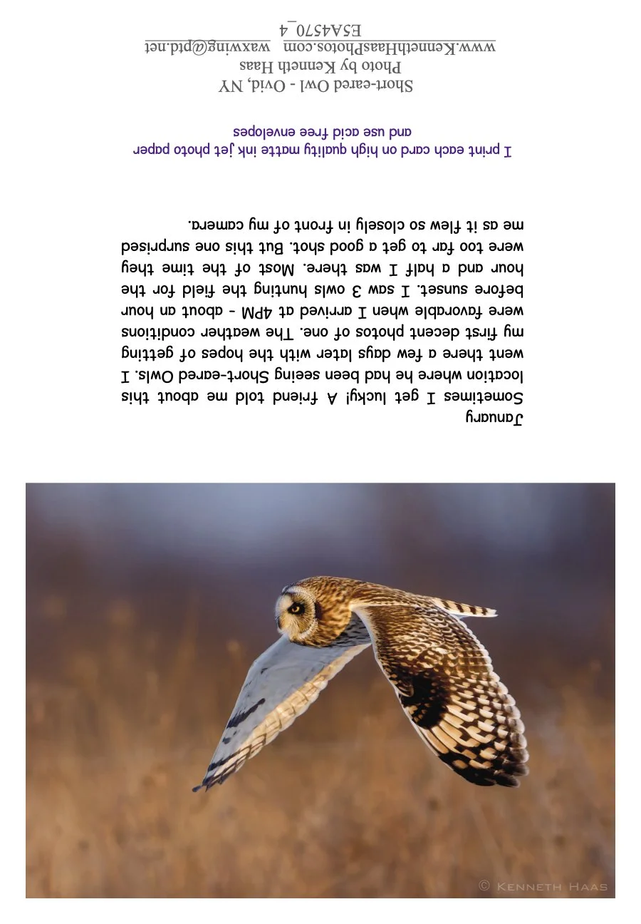 Short-eared Owl flying side