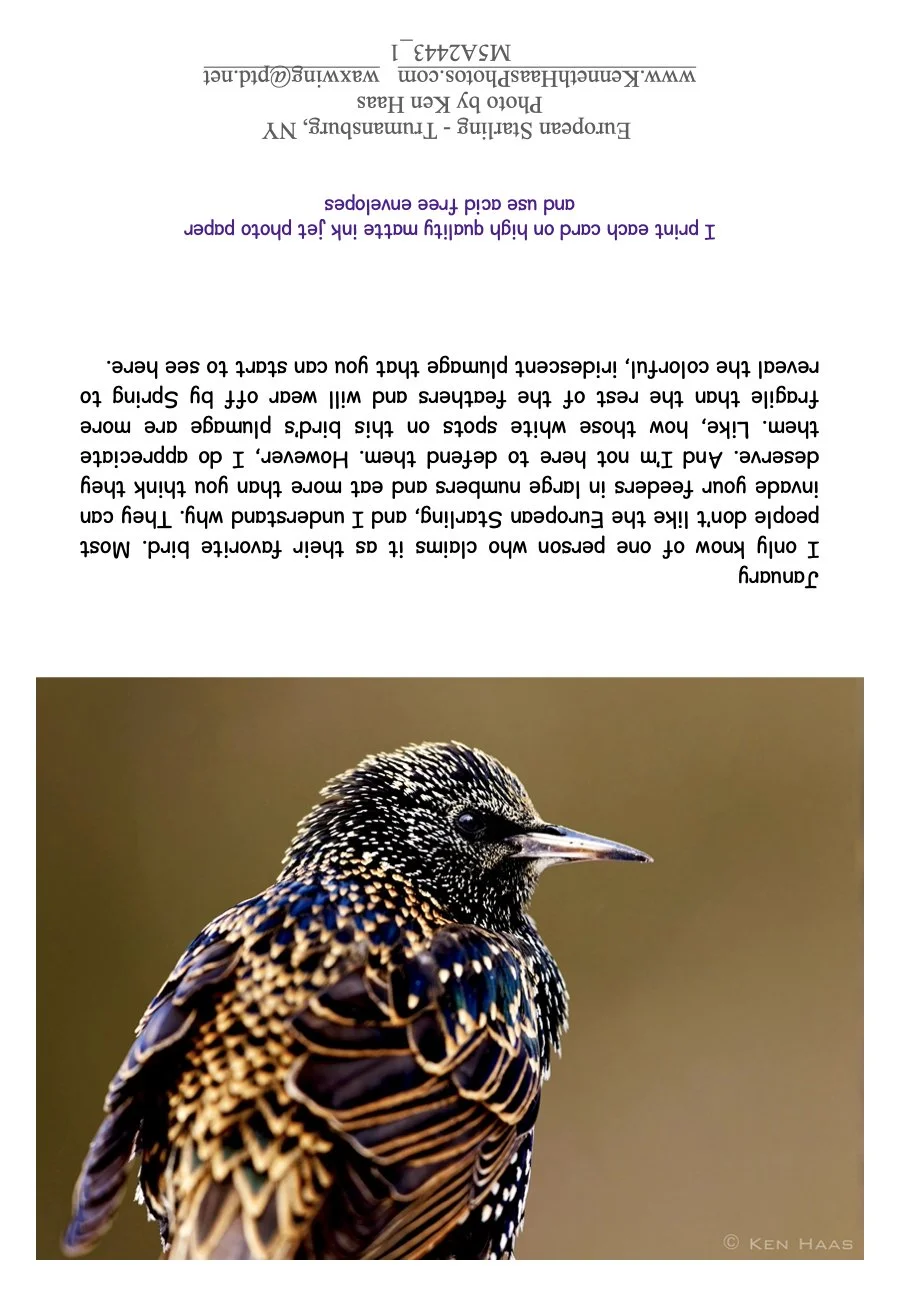 Starling_1
