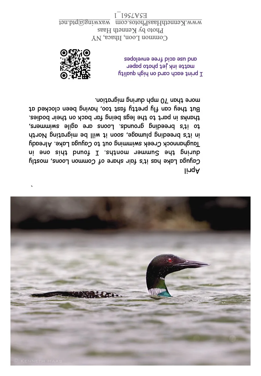 Common Loon_1.1.jpeg