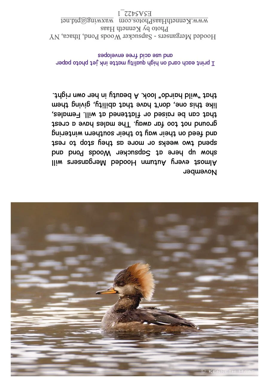 Hooded Merg Female_1