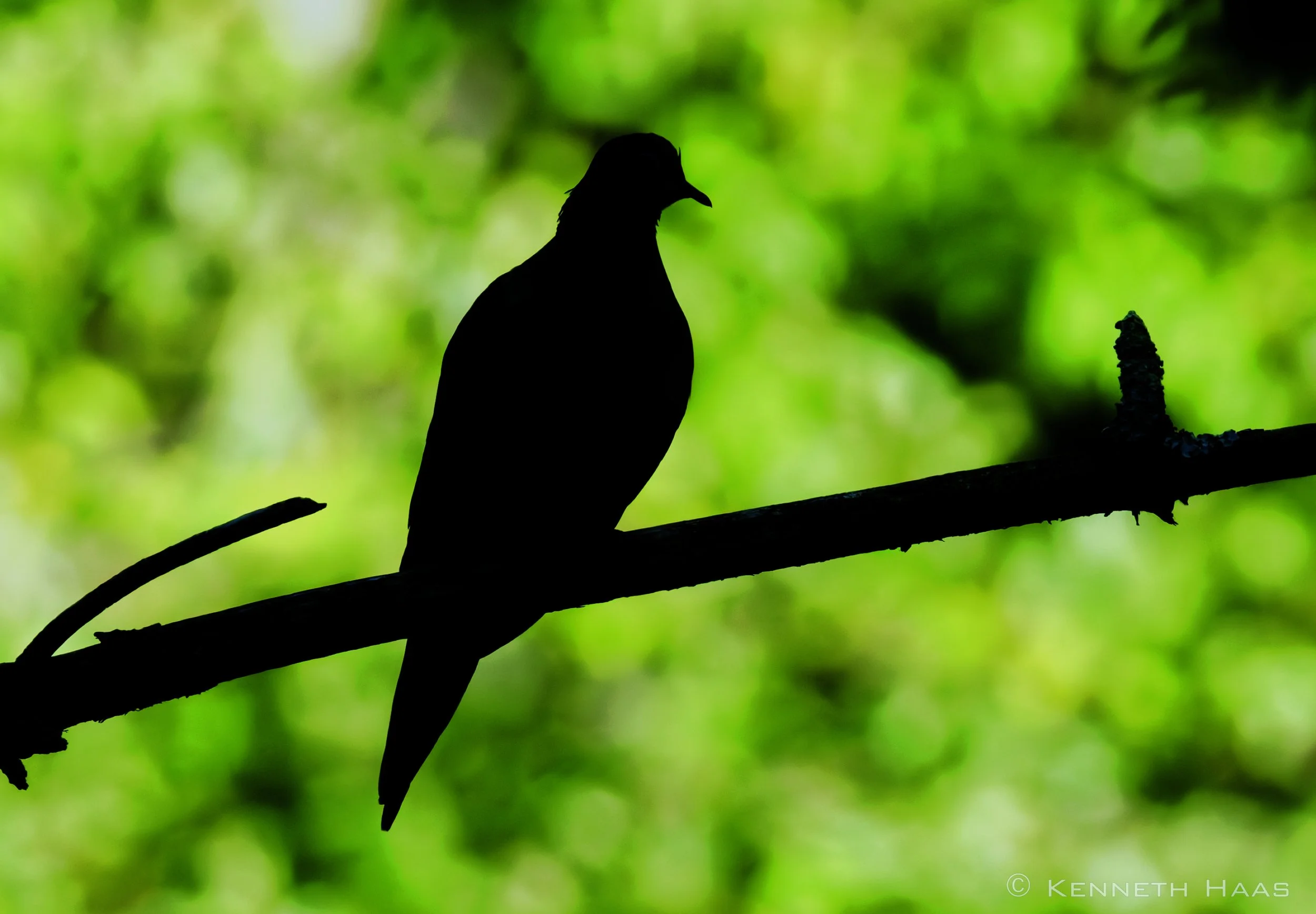 Mourning Dove, Trumansburg, NY