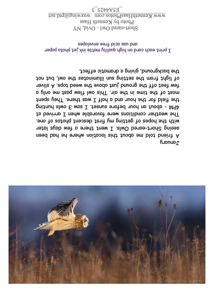 Short-eared Owl _2 FlyingLow