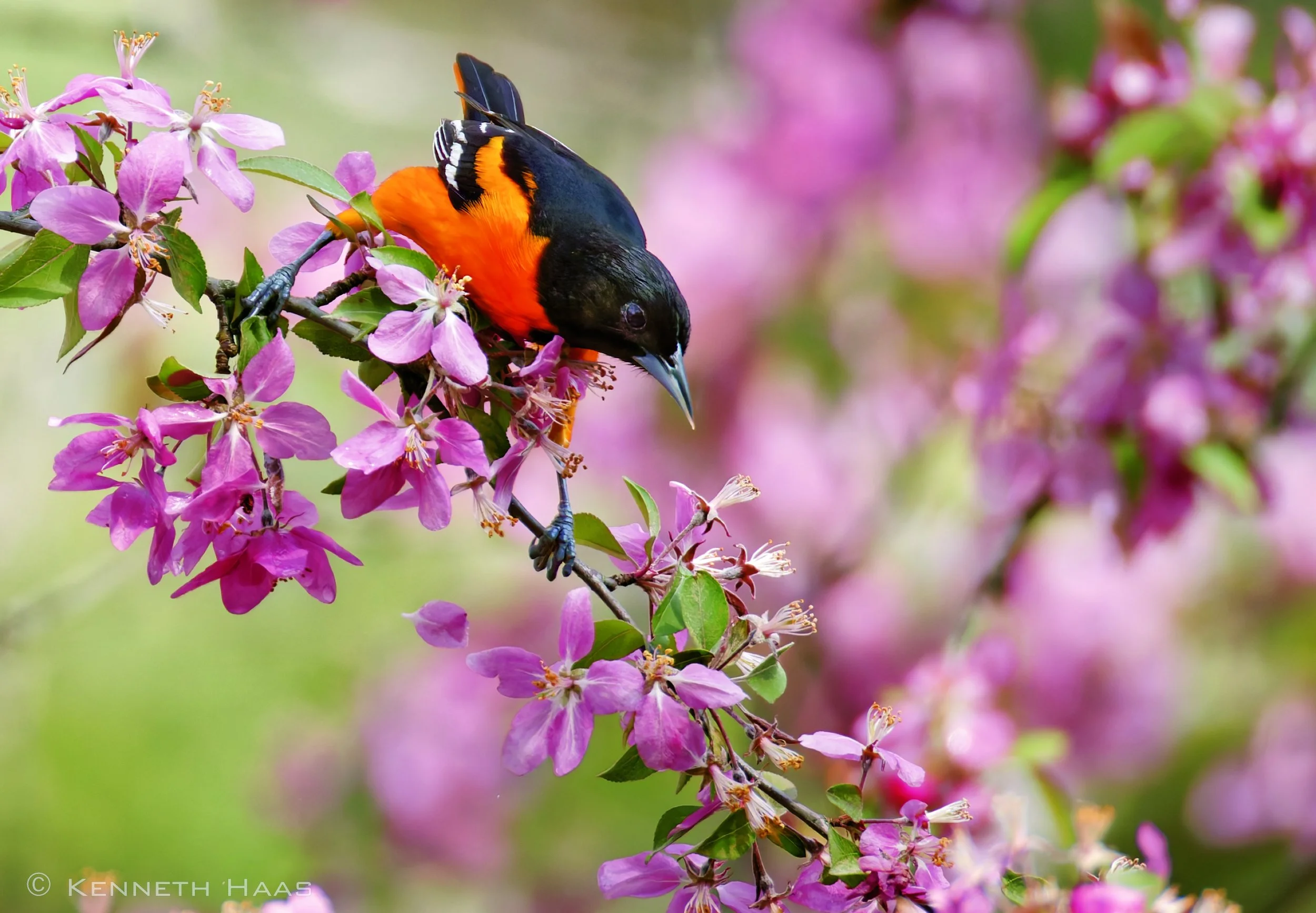 Baltimore Oriole, Trumansburg, NY