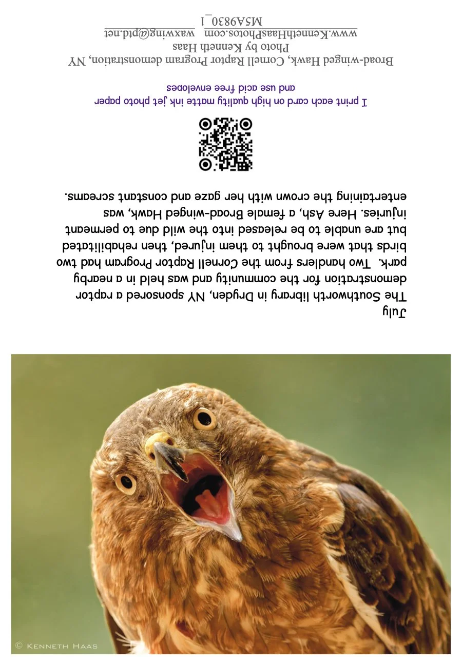 Broad-winged Hawk_Ash_2