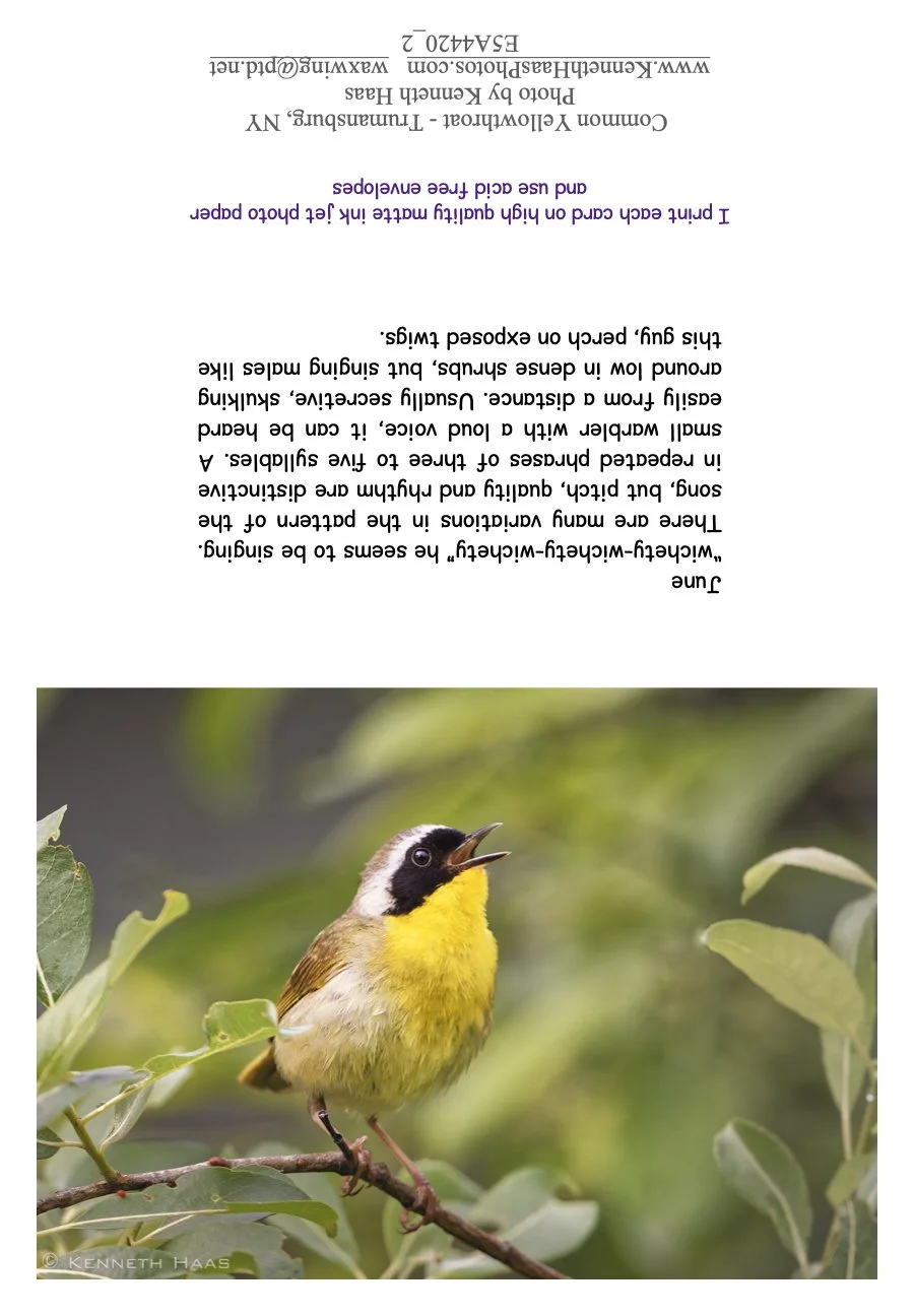 Common Yellowthroat_2