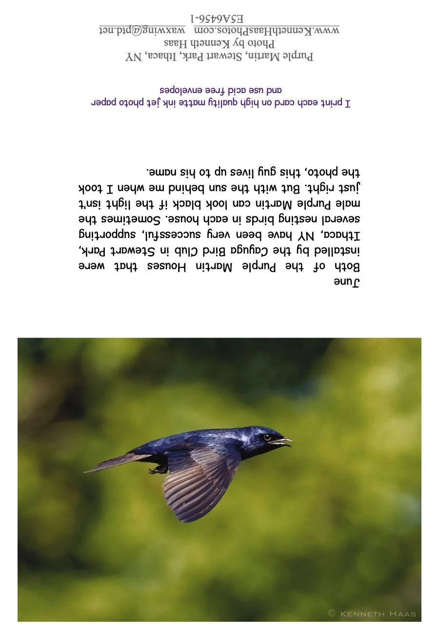 Purple Martin Flying_1