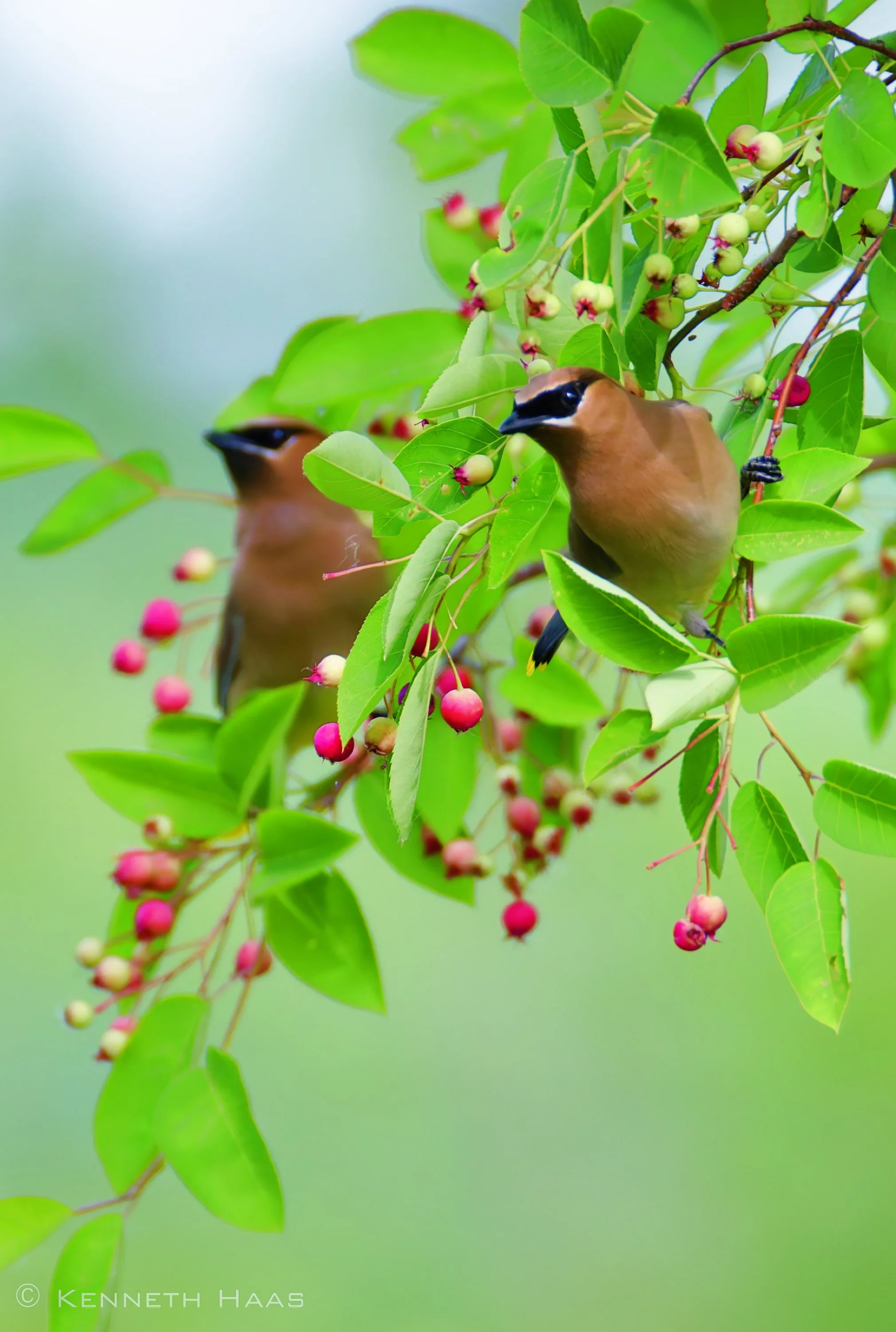 Cedar Waxwing, Stewart Park, Ithaca, NY